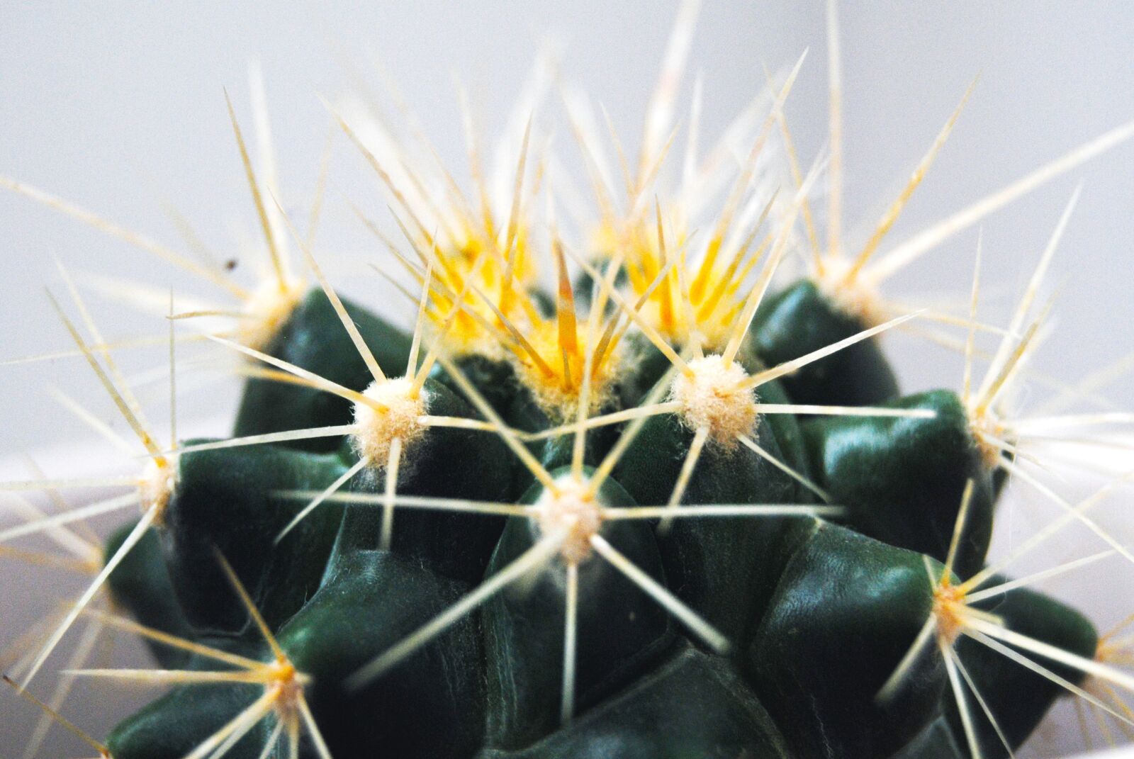 Nikon D3000 sample photo. Cactus, thorns, plant photography
