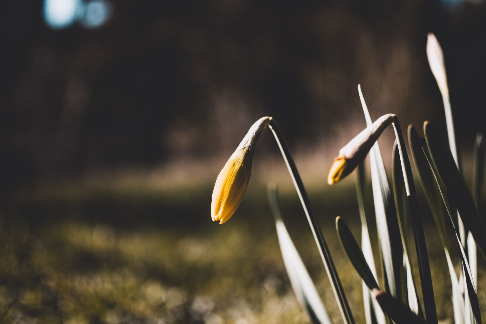 Nikon D5200 sample photo. Nature, plant, growth photography