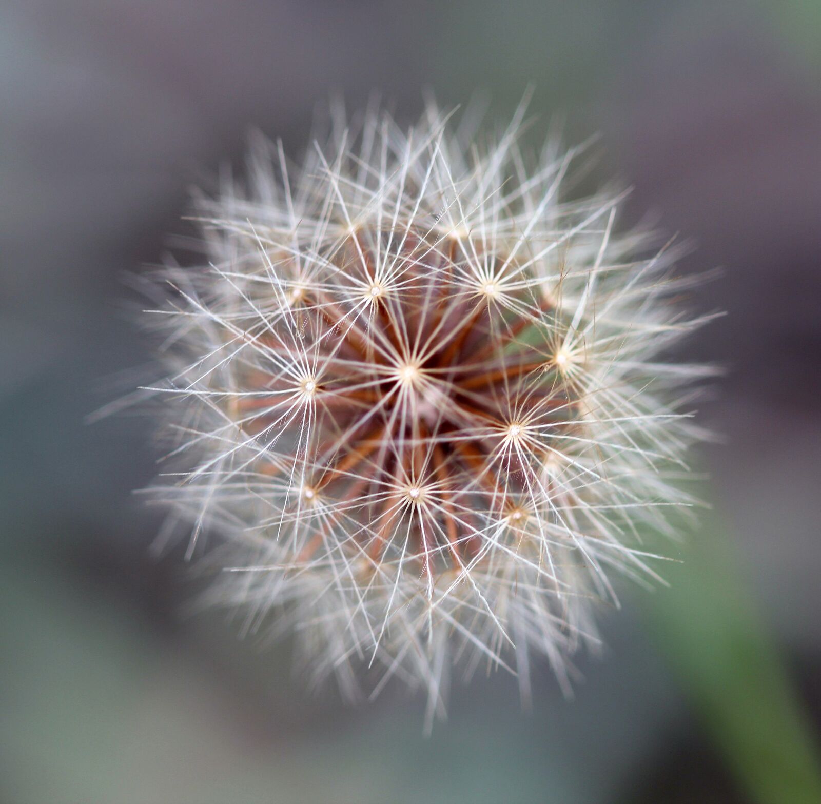 Canon EOS 600D (Rebel EOS T3i / EOS Kiss X5) + Canon EF 100mm F2.8 Macro USM sample photo. Seed head, summer, seed photography
