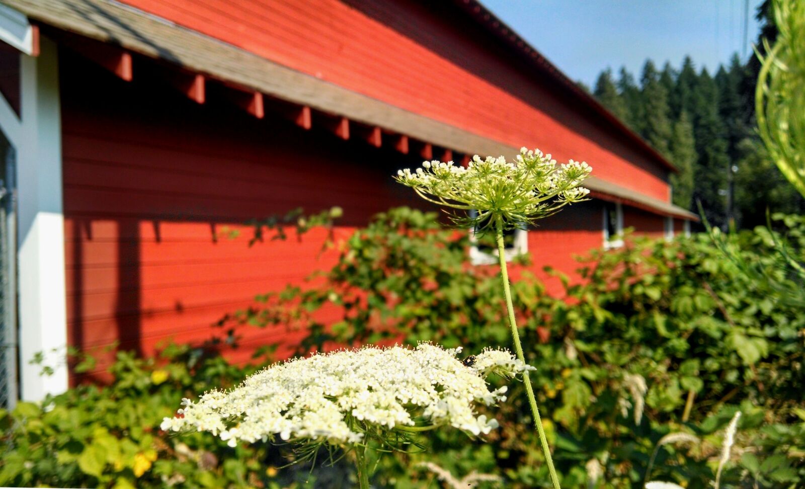 Motorola Moto X (1st Gen) sample photo. Flowers, green, outdoor photography