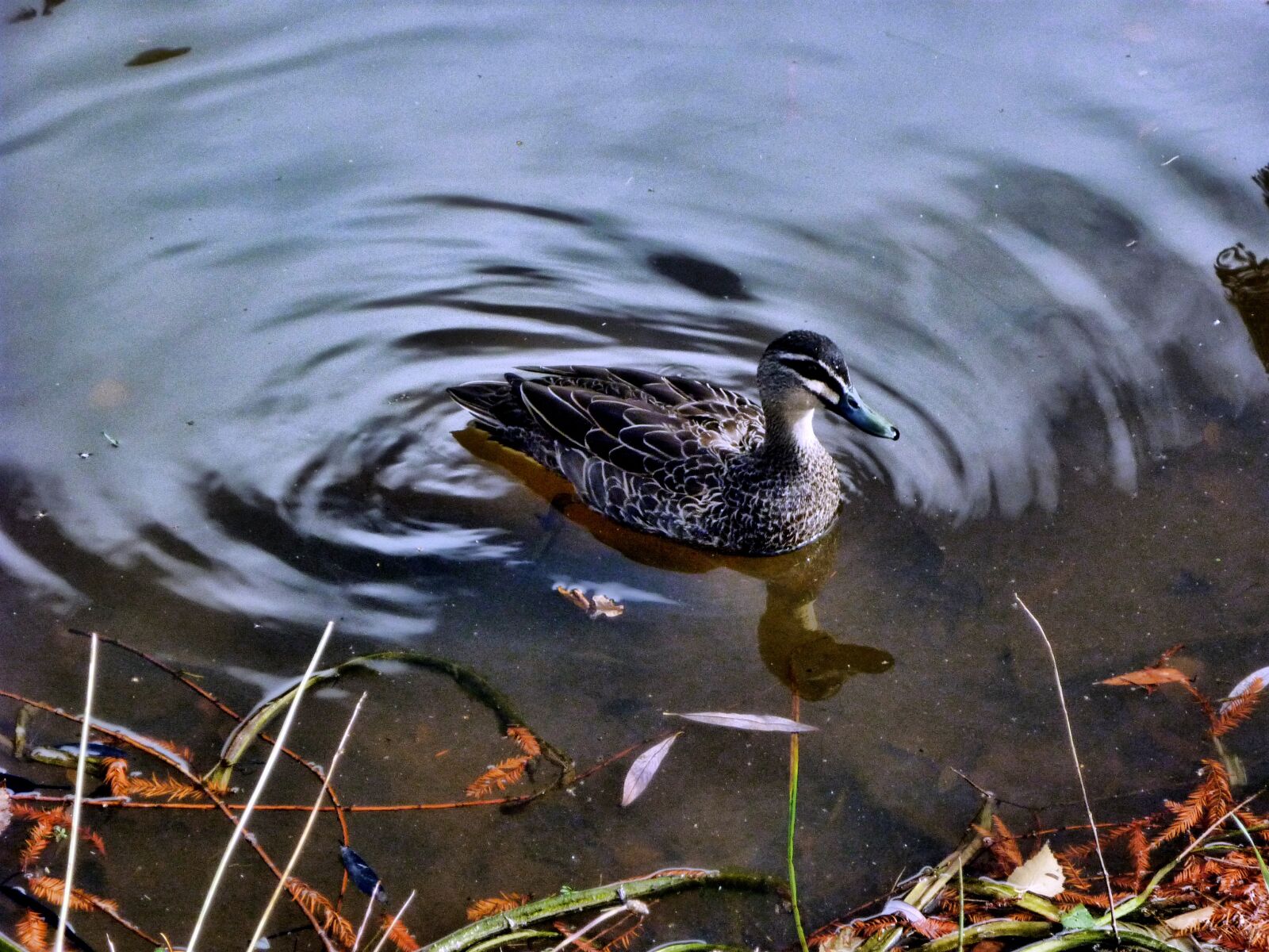 Panasonic DMC-FS7 sample photo. Duck, wood duck, lake photography
