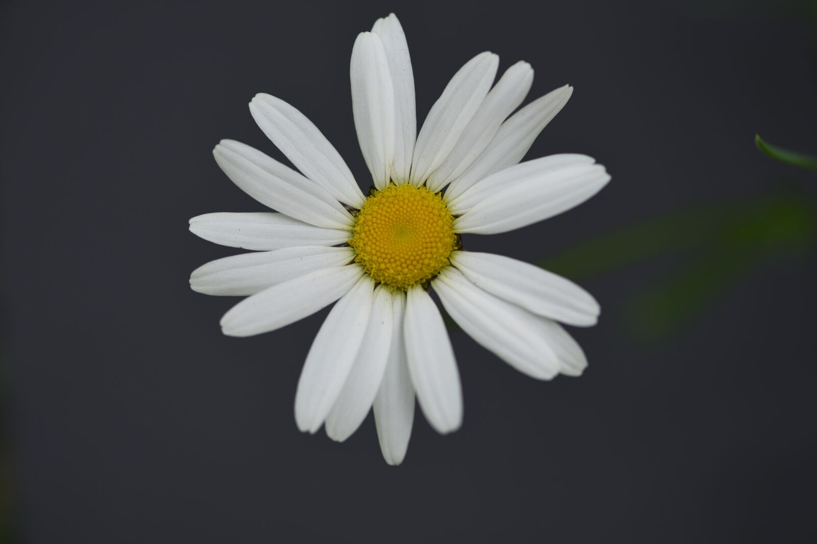 Nikon D750 sample photo. Ox-eye-daisy, daisy, flower photography
