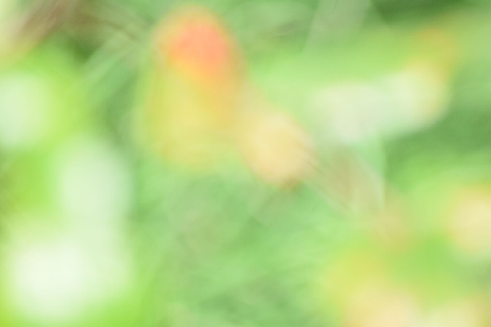 Nikon D3300 sample photo. Green, blurry, color photography
