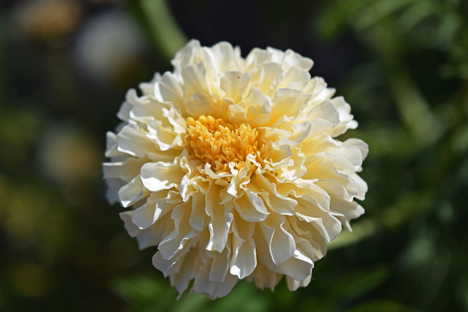 Nikon D5300 sample photo. Flower, bloom, summer photography
