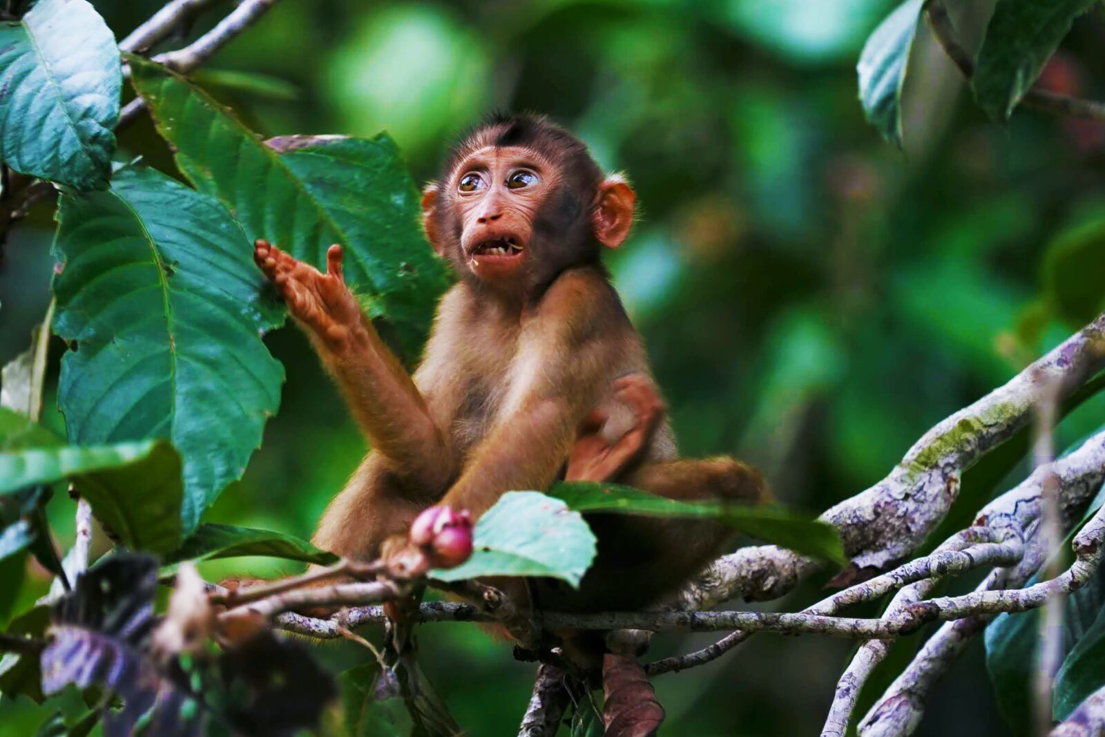 Canon EOS-1D X sample photo. Monkey, borneo, wildlife photography