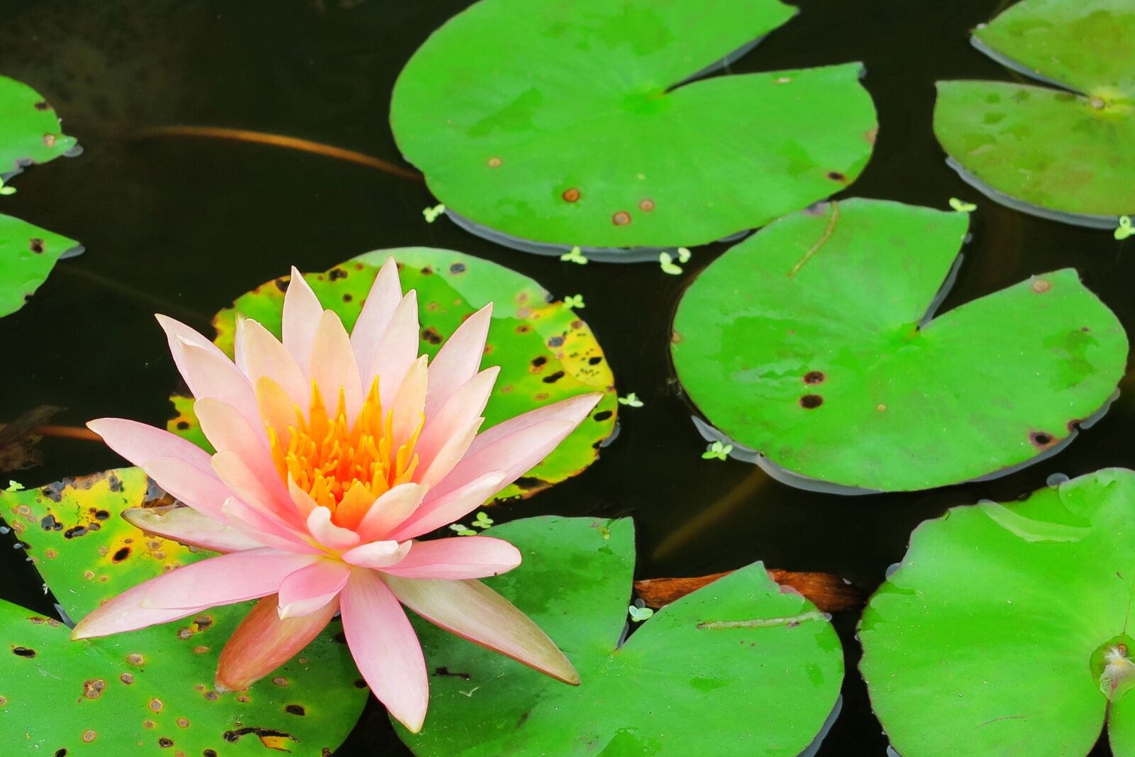 Canon PowerShot G7 X sample photo. Pond, lotus, aquatic plants photography