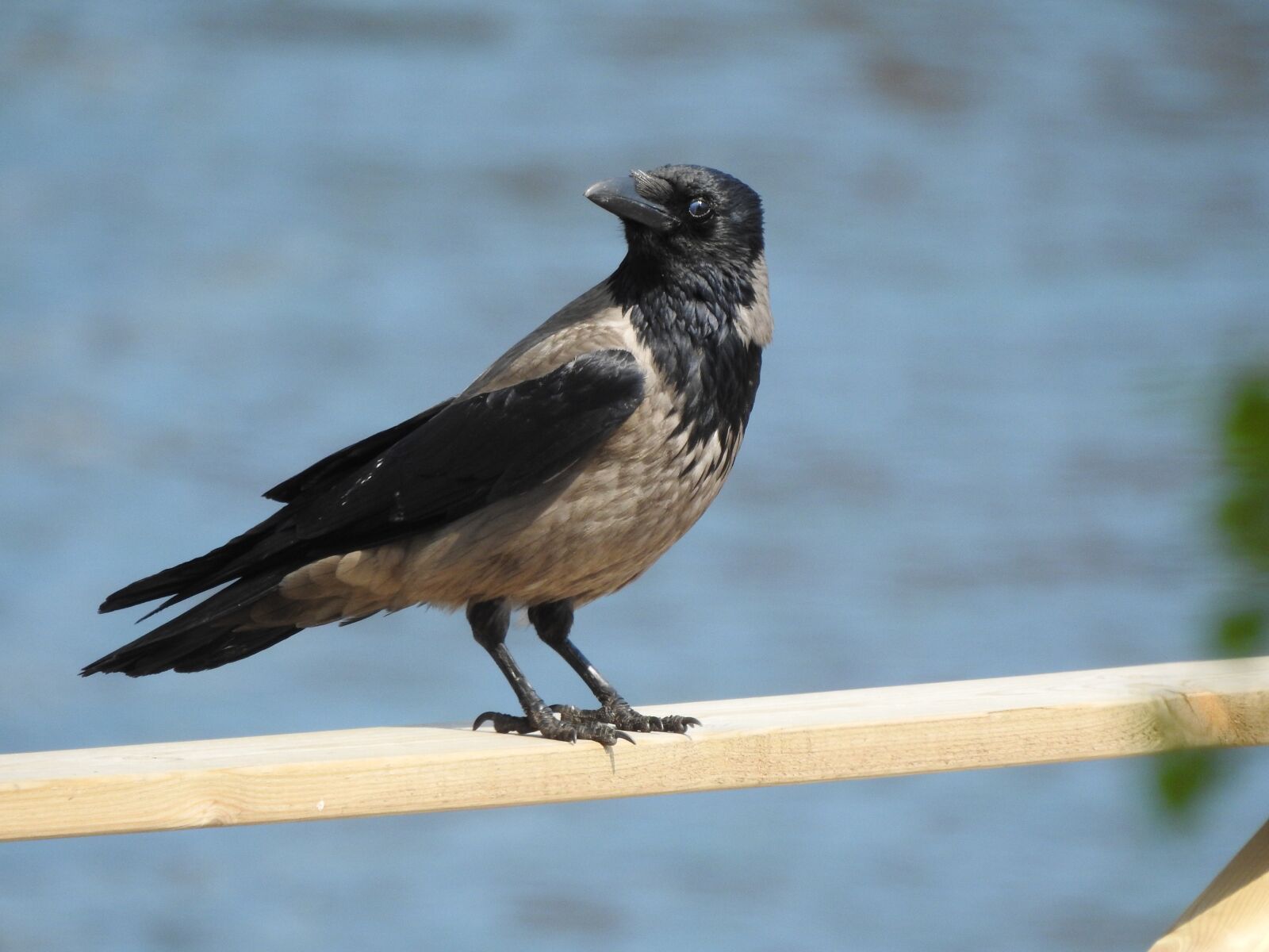 Nikon Coolpix P900 sample photo. Crow, summer, animal life photography
