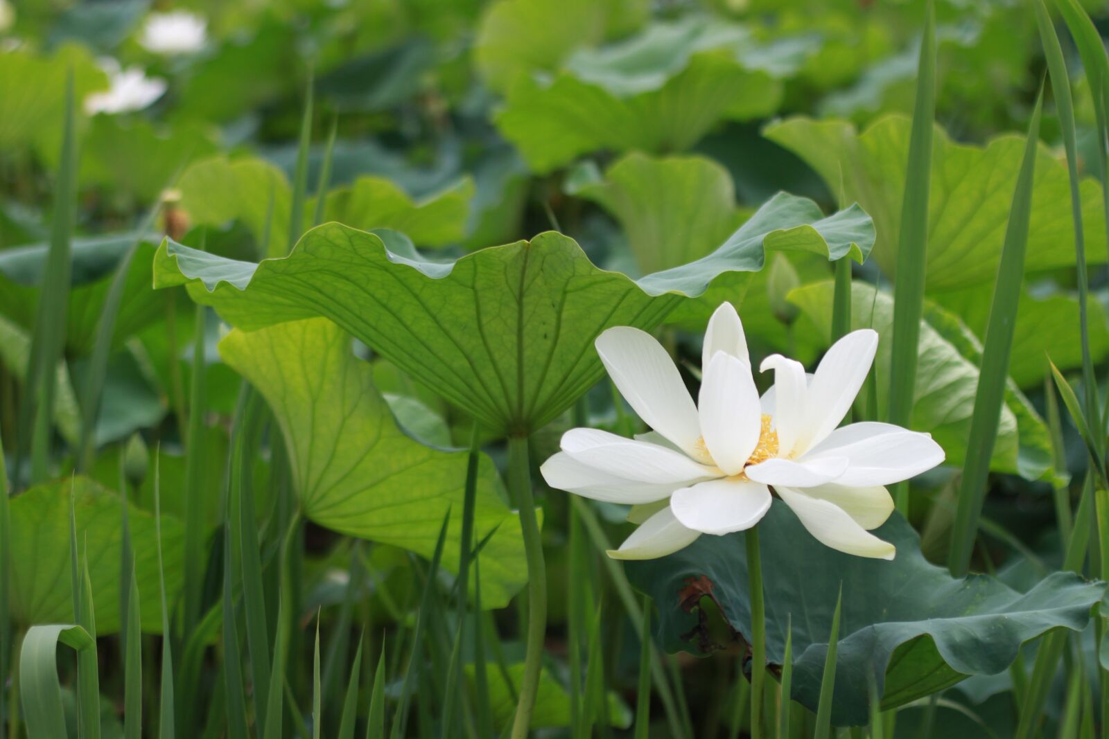 Canon EOS 500D (EOS Rebel T1i / EOS Kiss X3) sample photo. Kite, lotus, water lilies photography