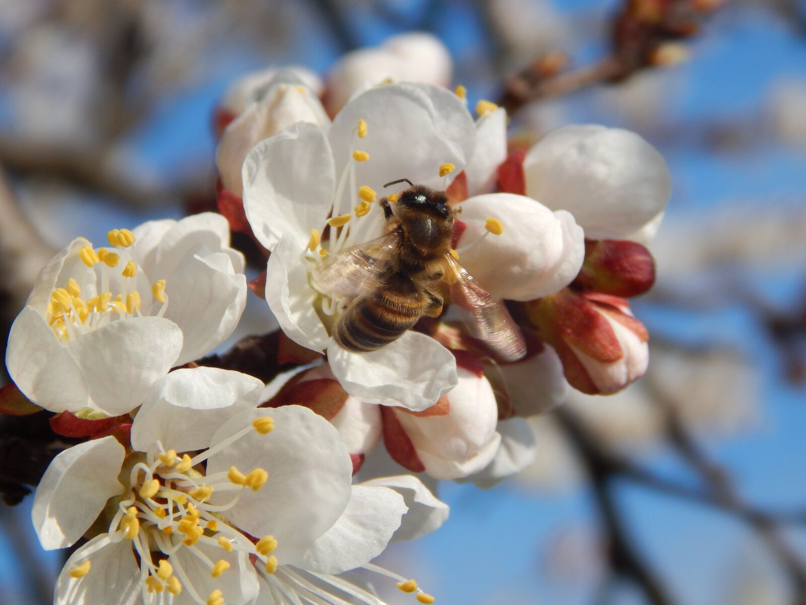 Nikon Coolpix L830 sample photo. Blossoming, trees, wasp photography