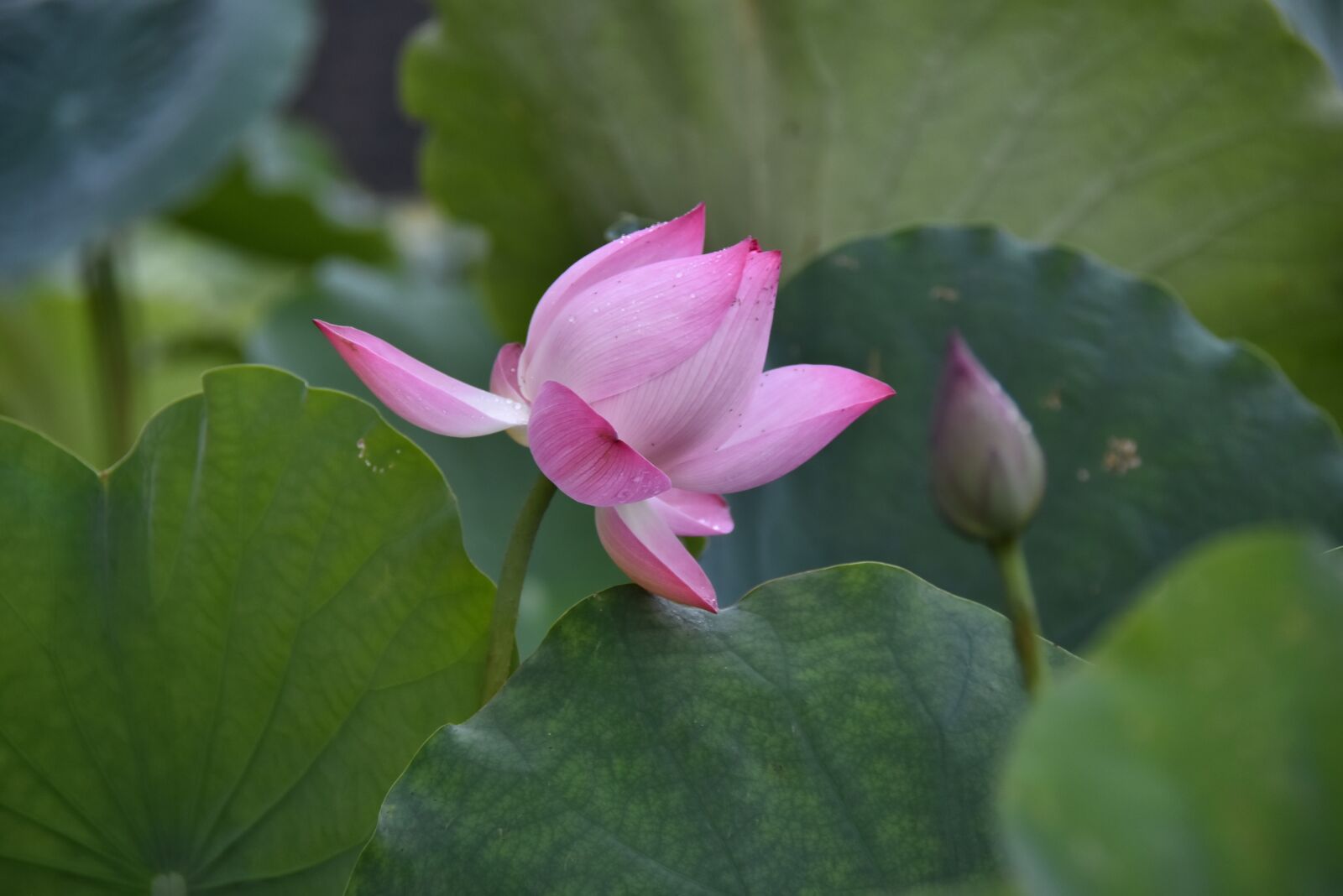 Nikon D7200 sample photo. Lotus flower, water lily photography