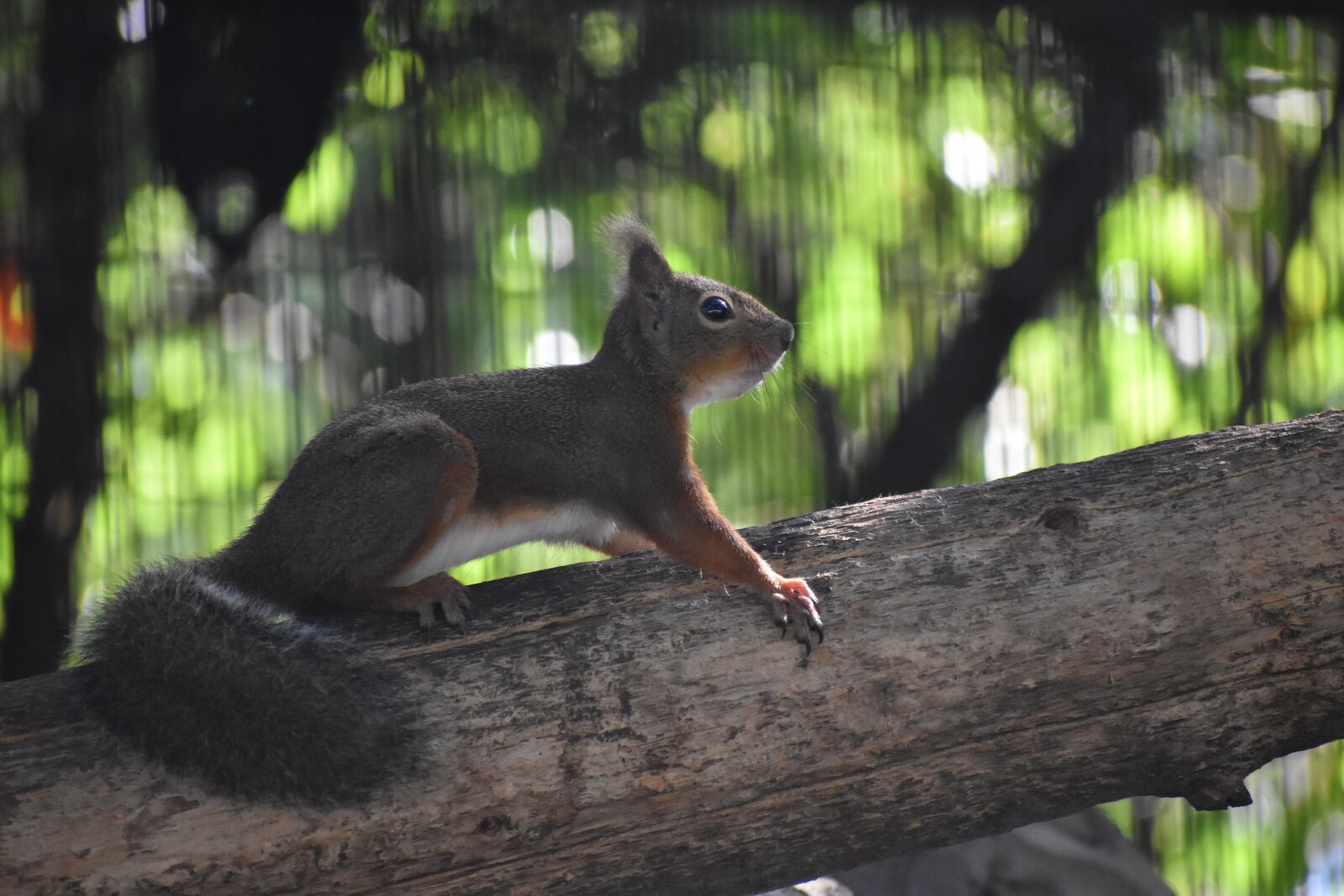Nikon D5600 sample photo. Squirrel, animal, zoo photography