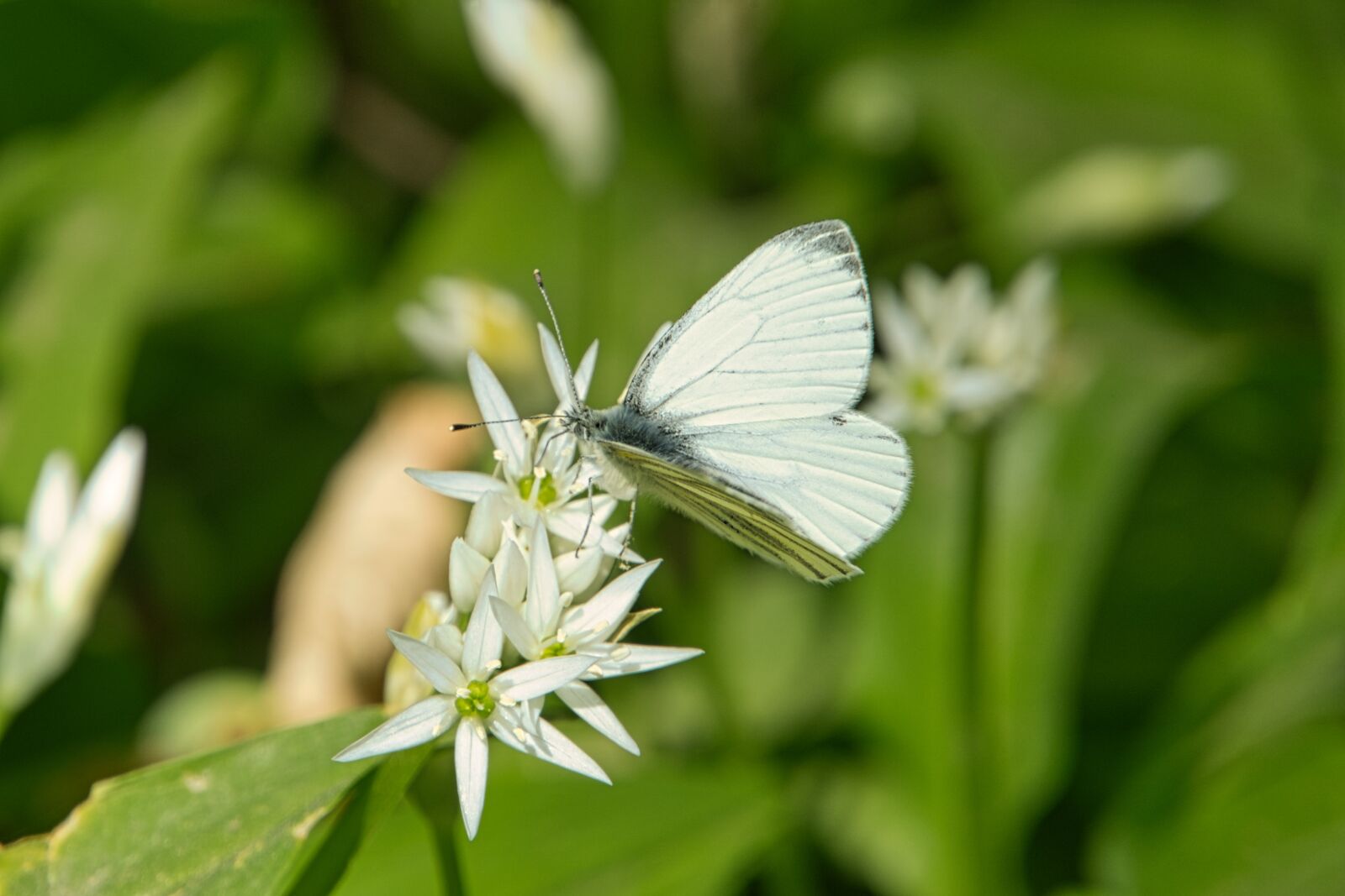 Sony a6400 sample photo. Bear's garlic, wild garlic photography