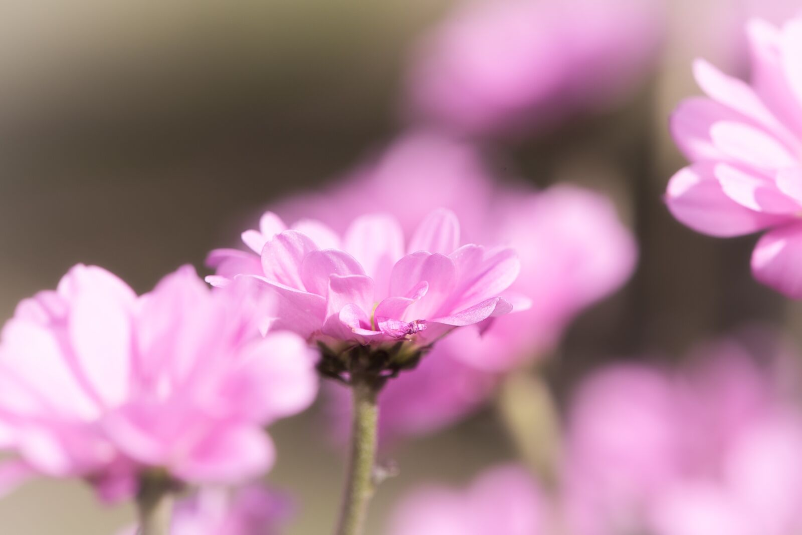 Nikon D750 sample photo. Blossom, bloom, pink photography