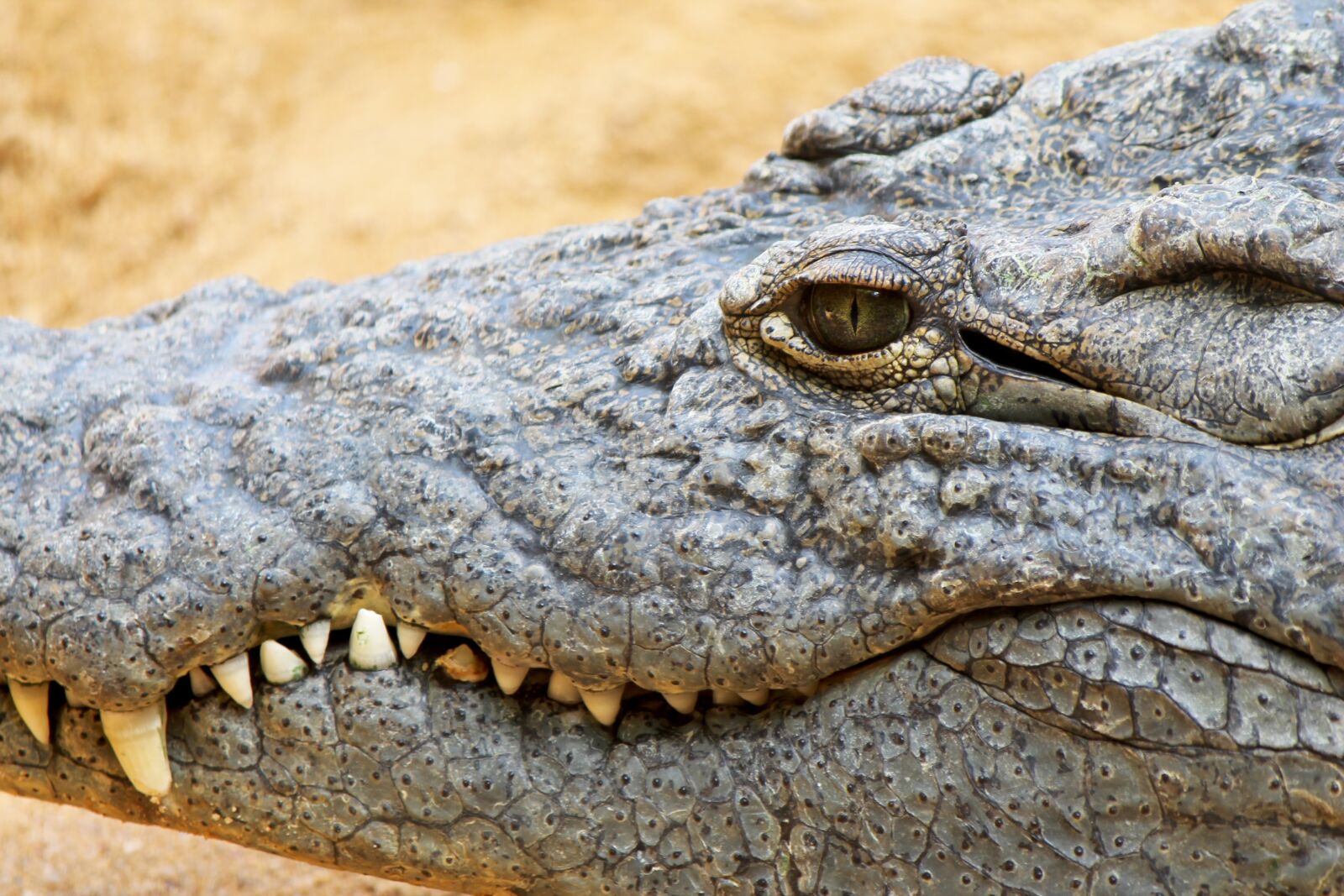 Canon EF-S 55-250mm F4-5.6 IS II sample photo. Crocodile, cayman, reptile photography