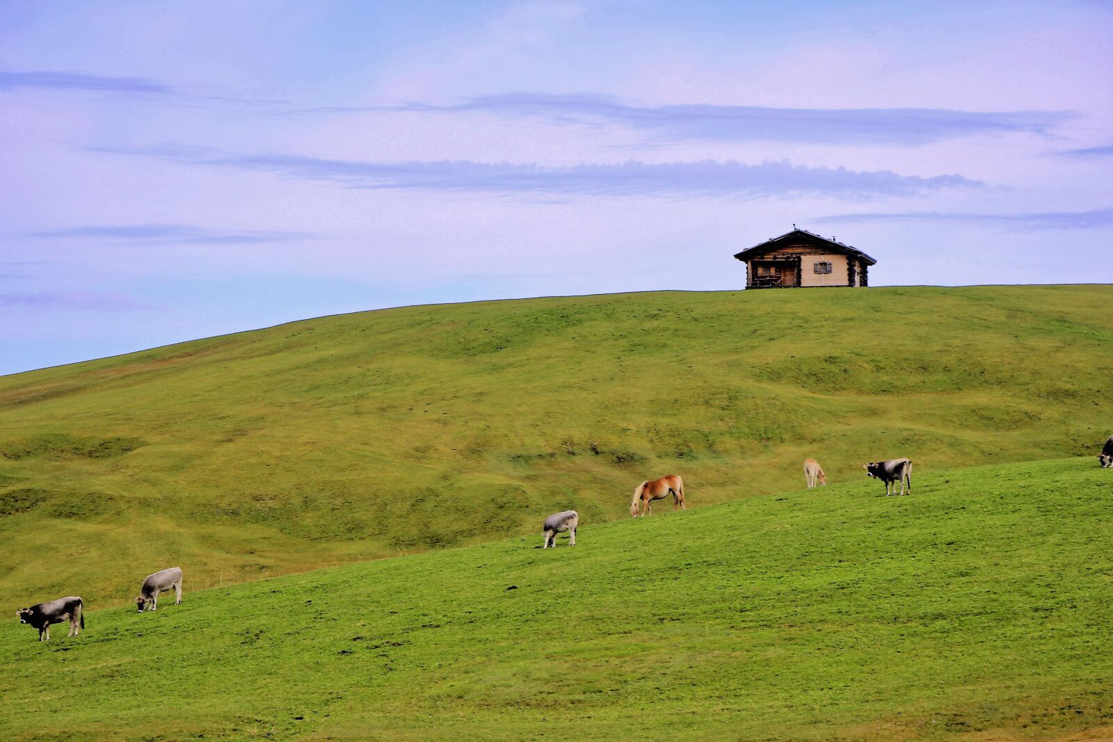Canon EF-S 18-135mm F3.5-5.6 IS USM sample photo. Dolomites, seiser alm, horses photography