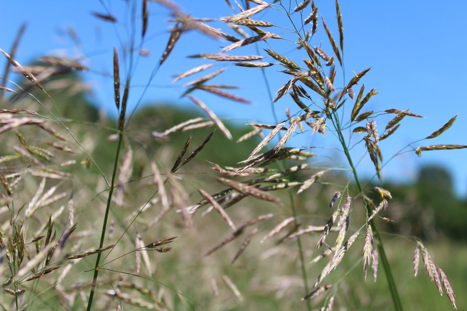 Canon EOS 1300D (EOS Rebel T6 / EOS Kiss X80) sample photo. Grass, meadow, green photography
