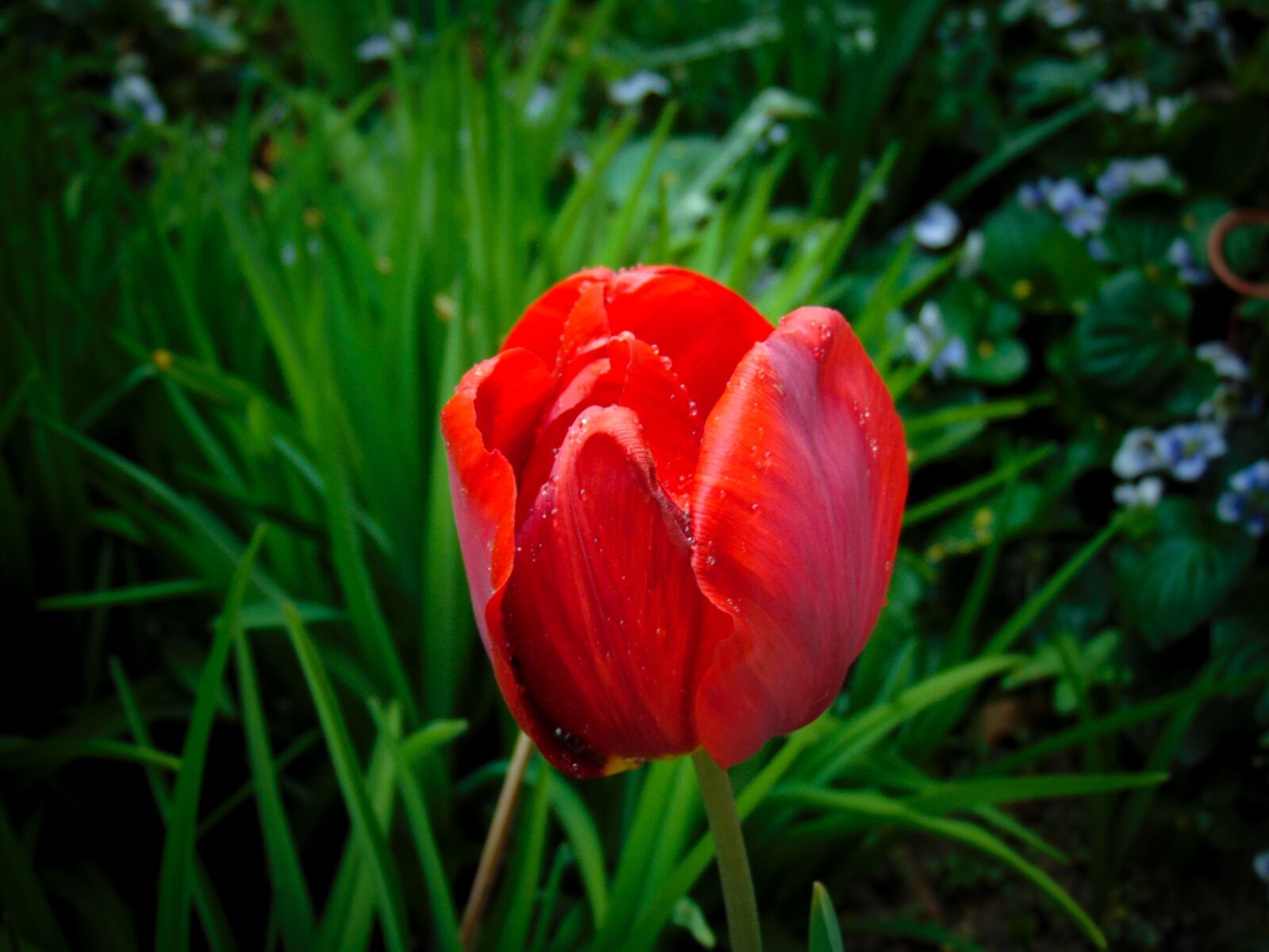 Sony Cyber-shot DSC-H300 sample photo. Year-2020, merchant louis, moss photography