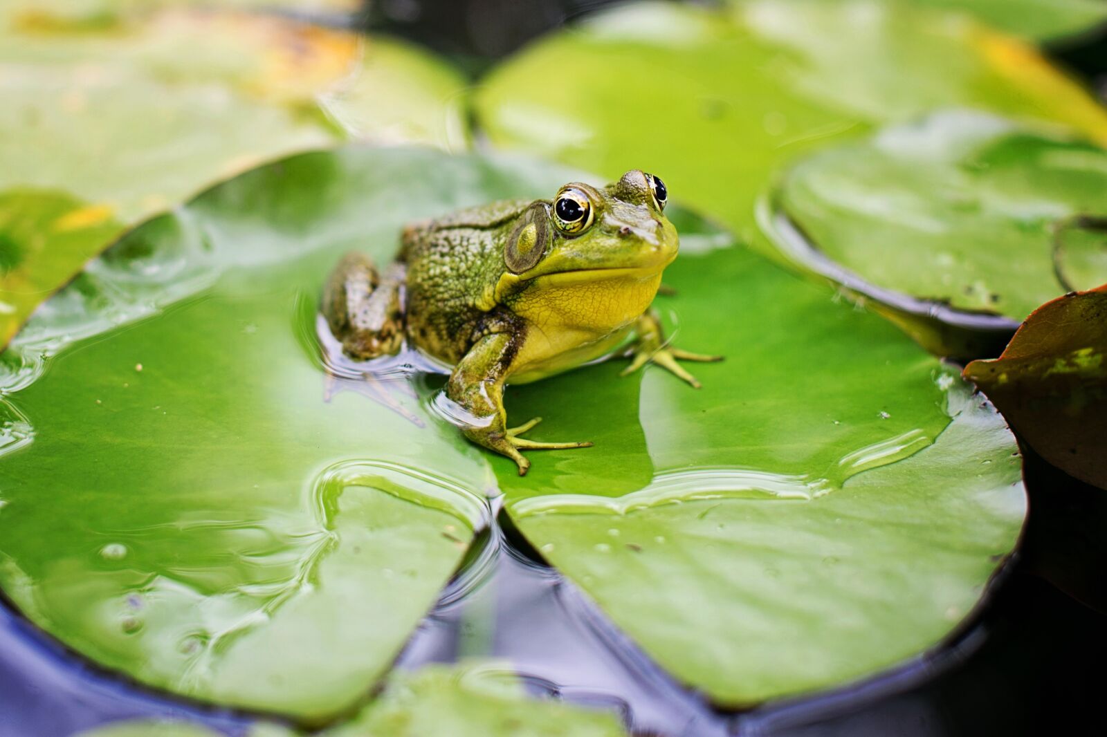 Canon EF 50mm F1.4 USM sample photo. Bull frog, green, pond photography