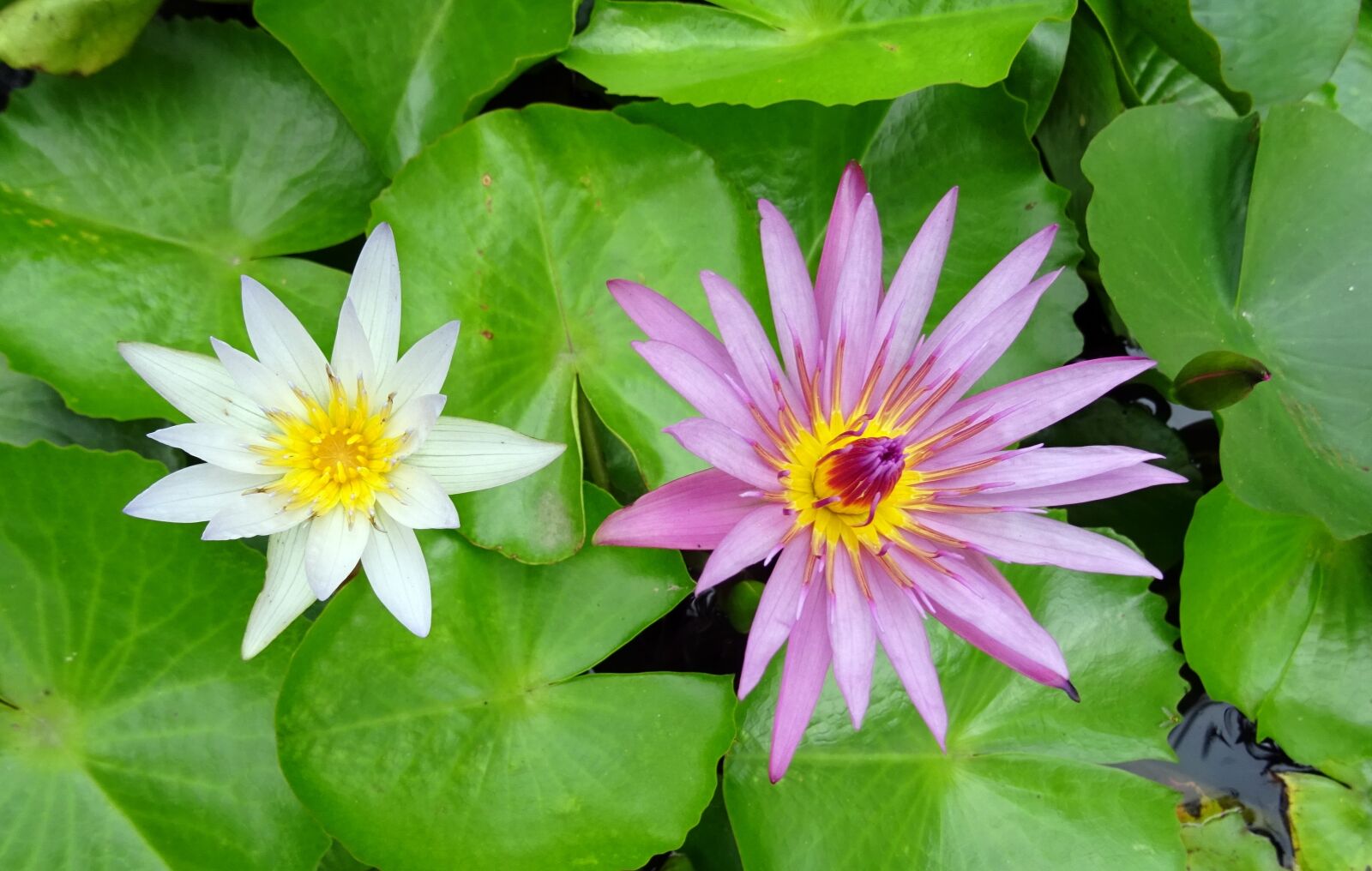Sony DSC-HX60V sample photo. Lily, water lily, white photography