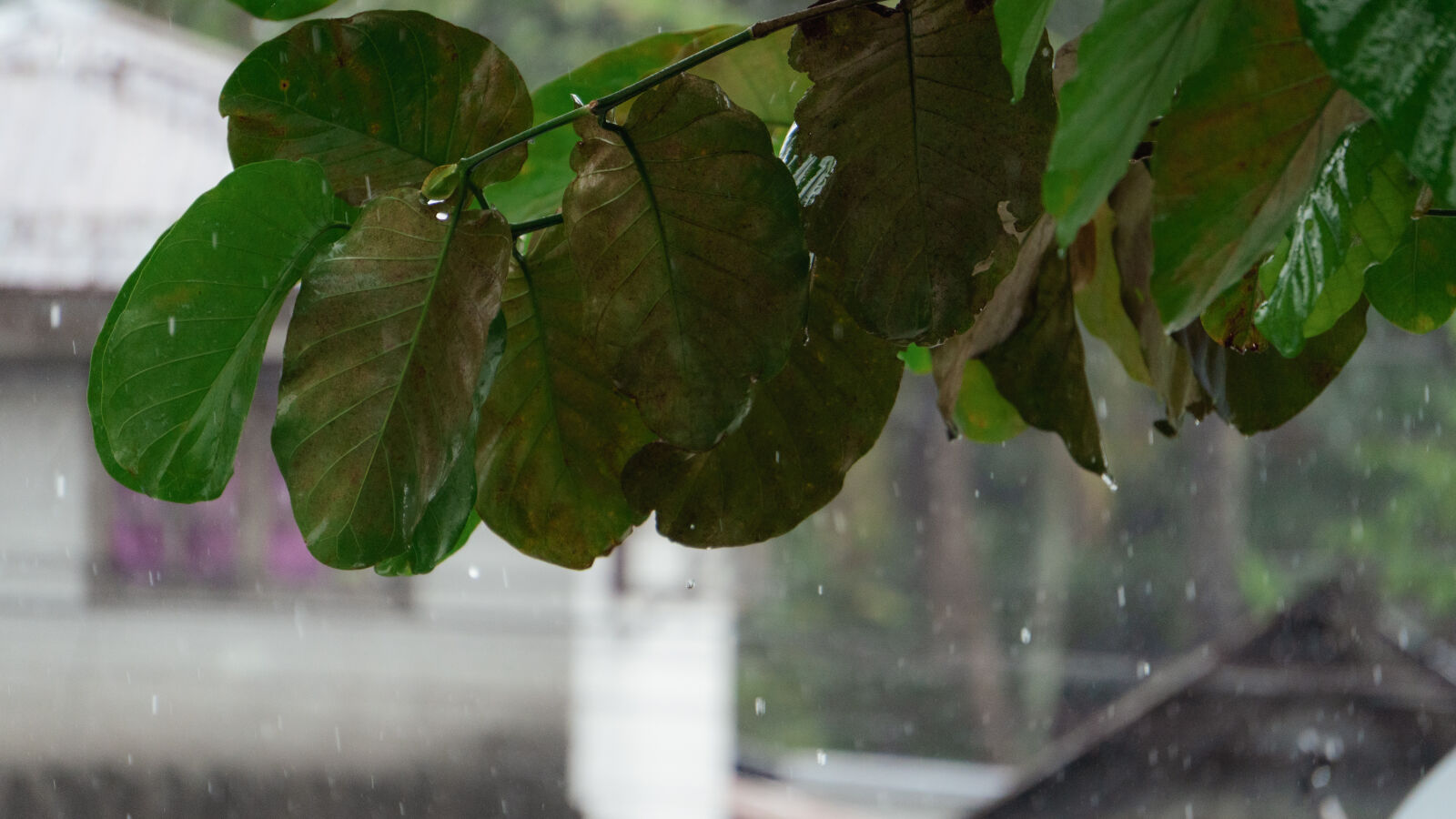 Sony ZV-E10 sample photo