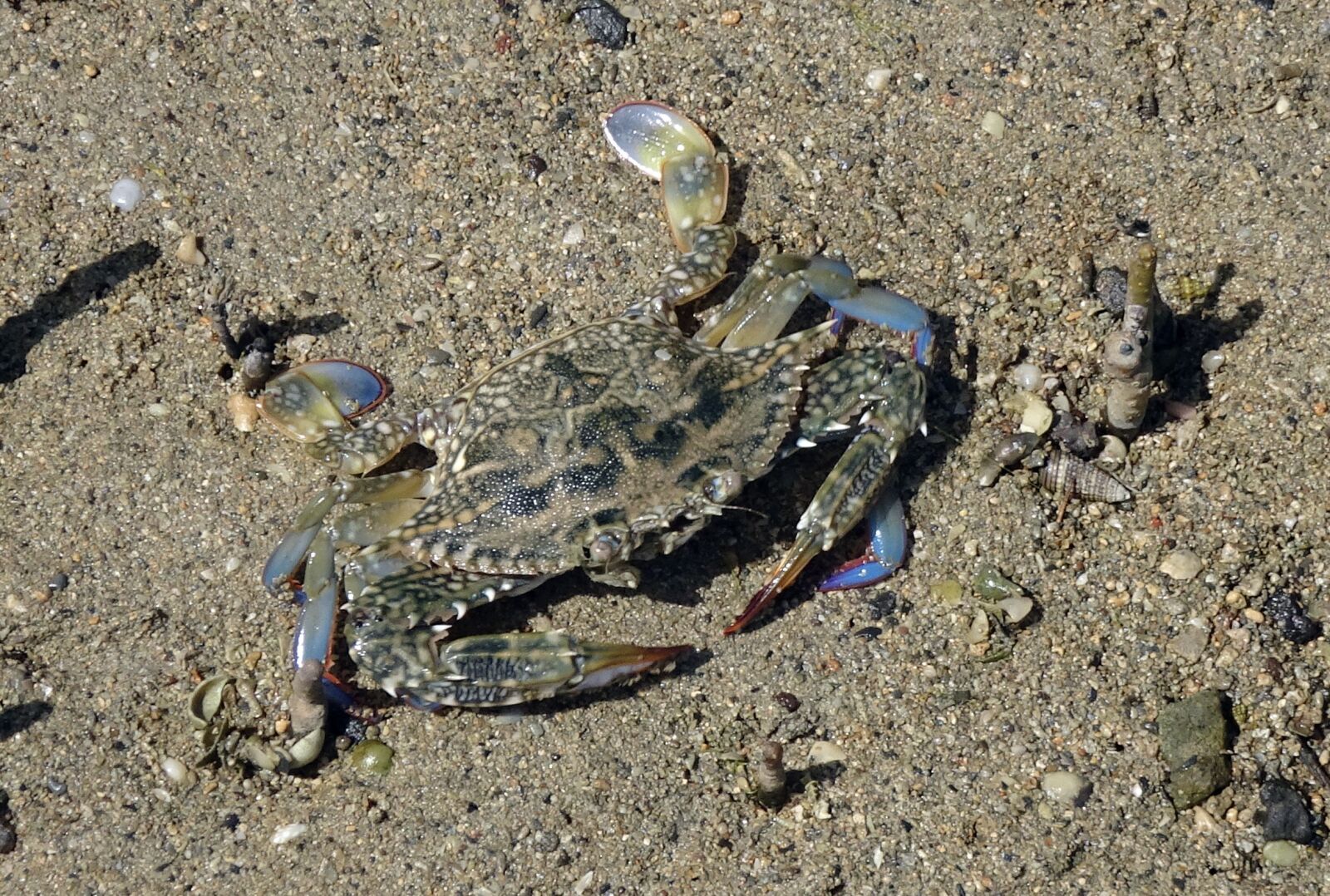 Sony Cyber-shot DSC-HX90V sample photo. Blue crab, crab, neptunus photography