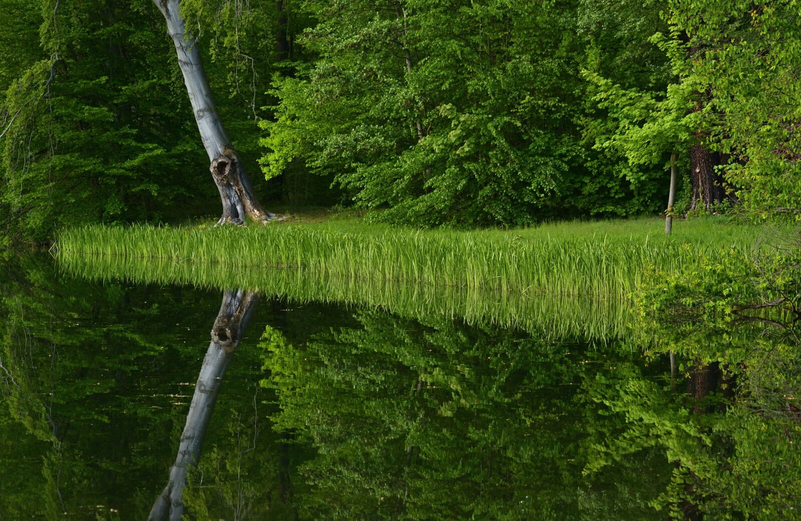 Nikon D5200 sample photo. Park, park lake, mirroring photography