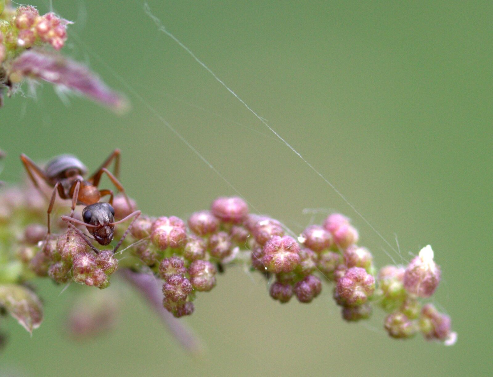 Canon EF-S 60mm F2.8 Macro USM sample photo. Ant, plant, macro photography