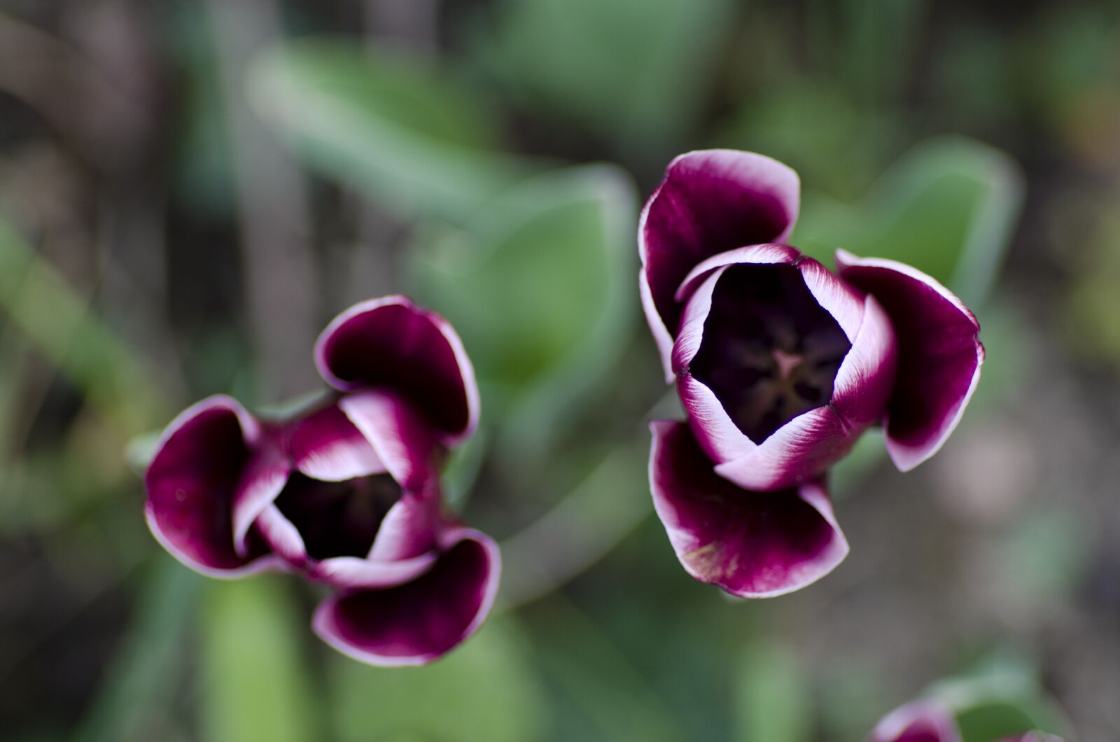 Pentax K-30 sample photo. Tulip, wine red, flower photography