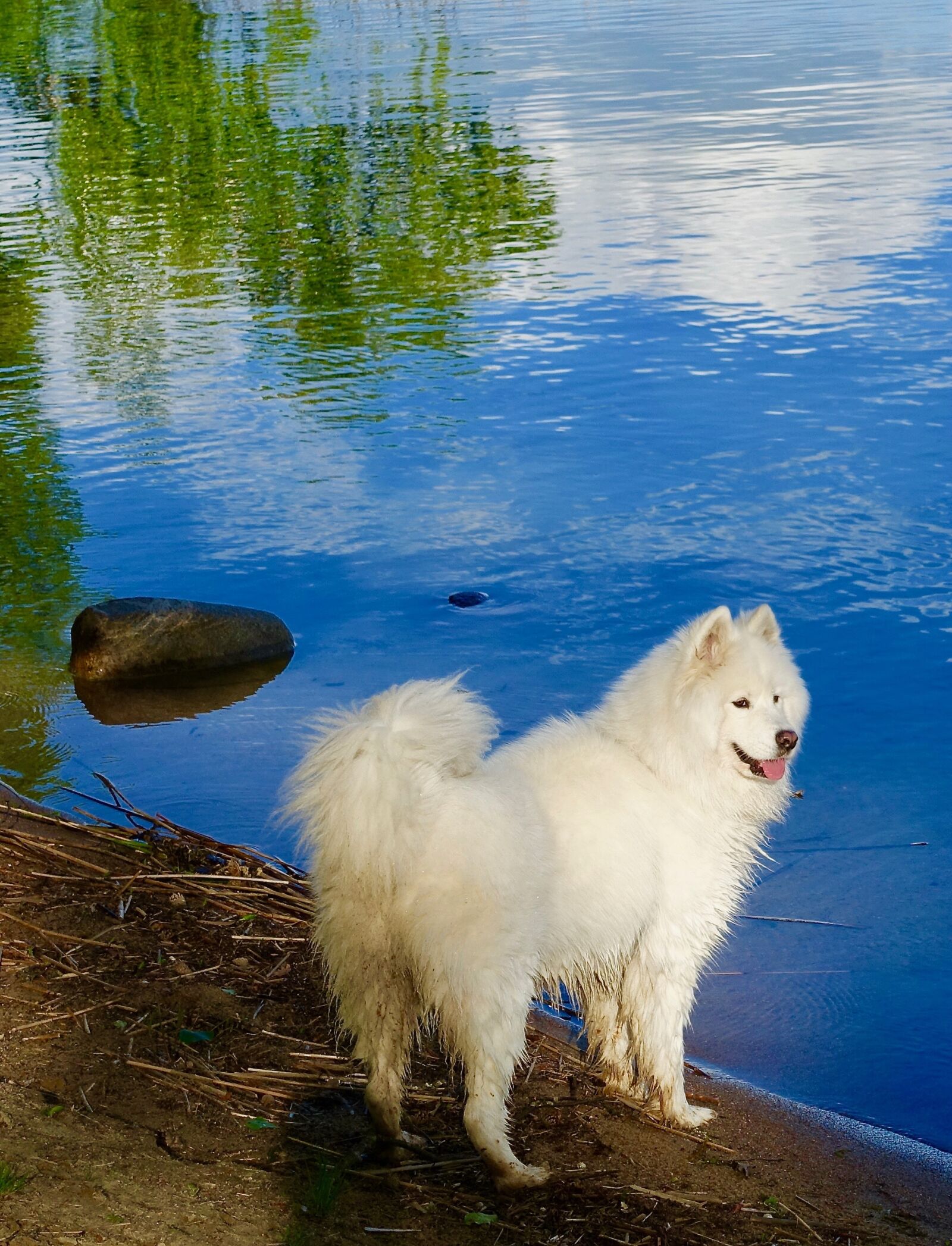 Sony Cyber-shot DSC-RX100 III sample photo. Dog, white, husky photography