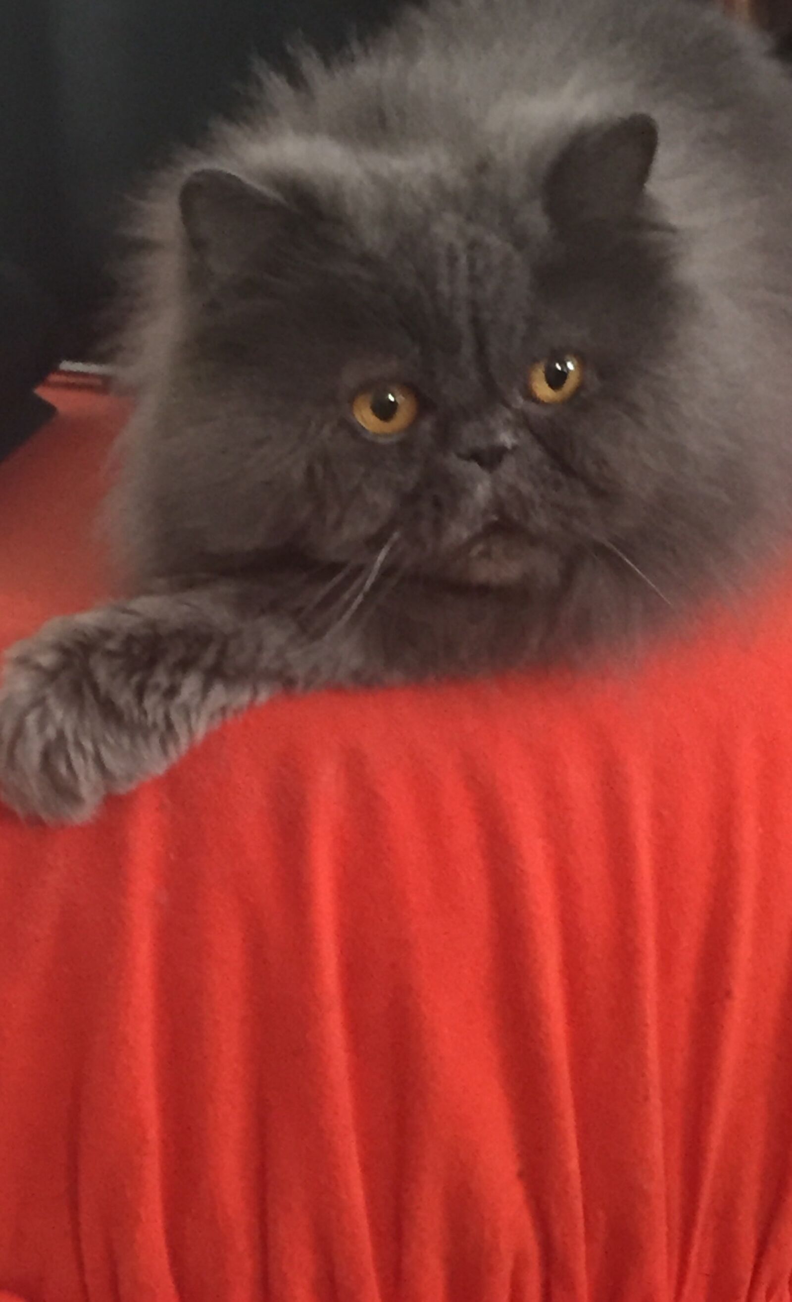 Apple iPhone 6 sample photo. Cat, grau, haustier photography