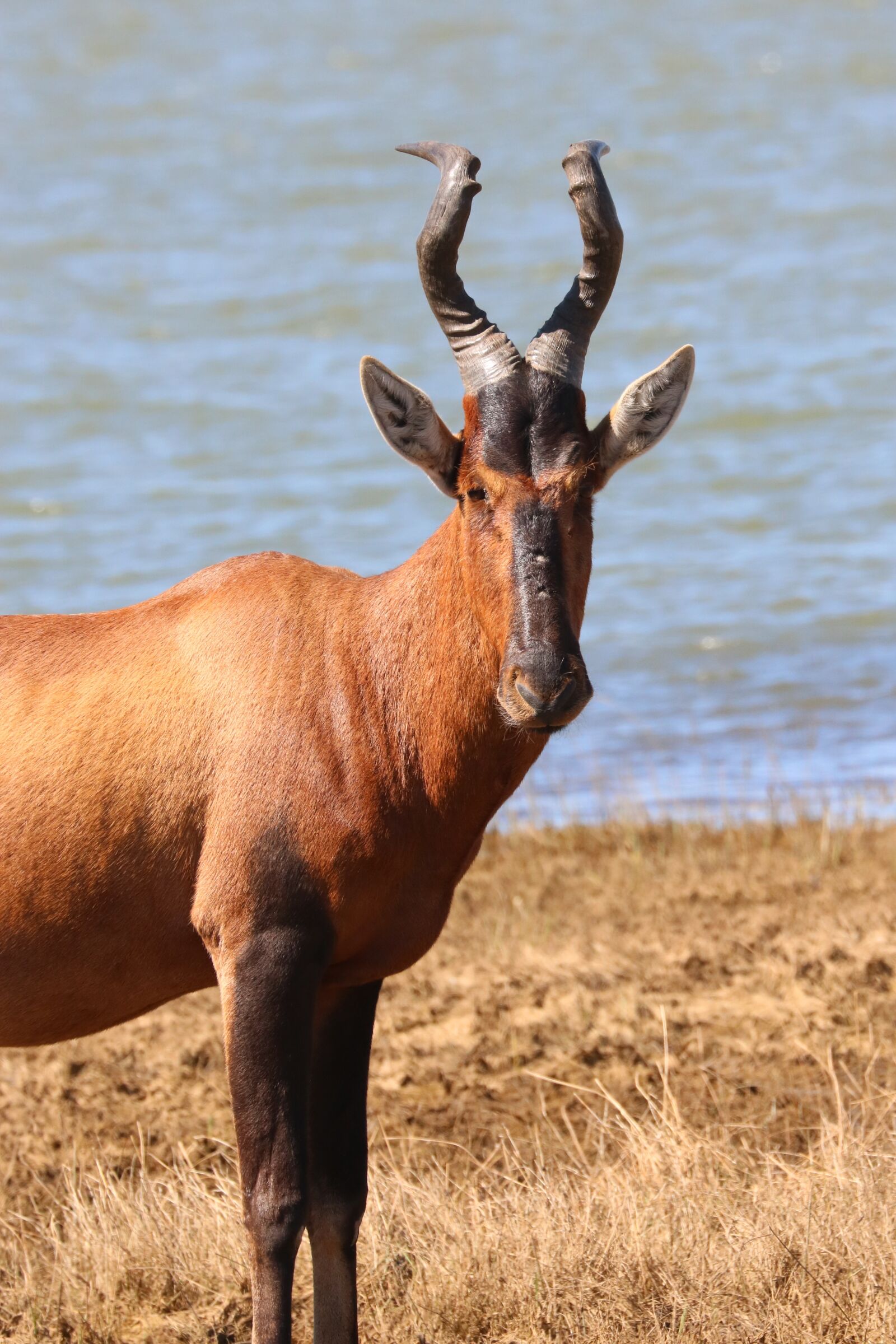 Canon EF 70-300mm F4-5.6L IS USM sample photo. Red hartebeest, antelope, africa photography