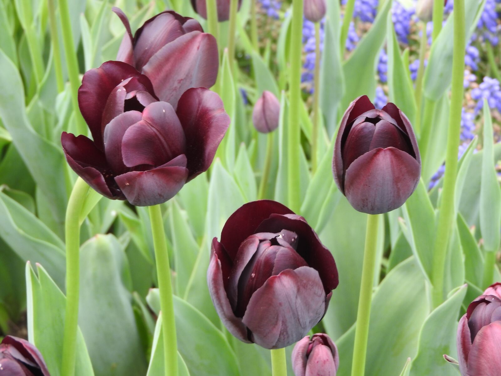 Nikon Coolpix P610 sample photo. Tulip, flower, spring photography