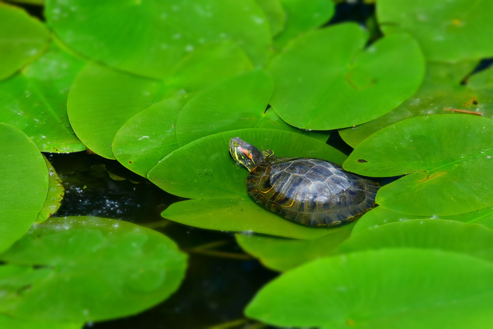 Nikon D3300 sample photo. Turtle, foliage, water photography