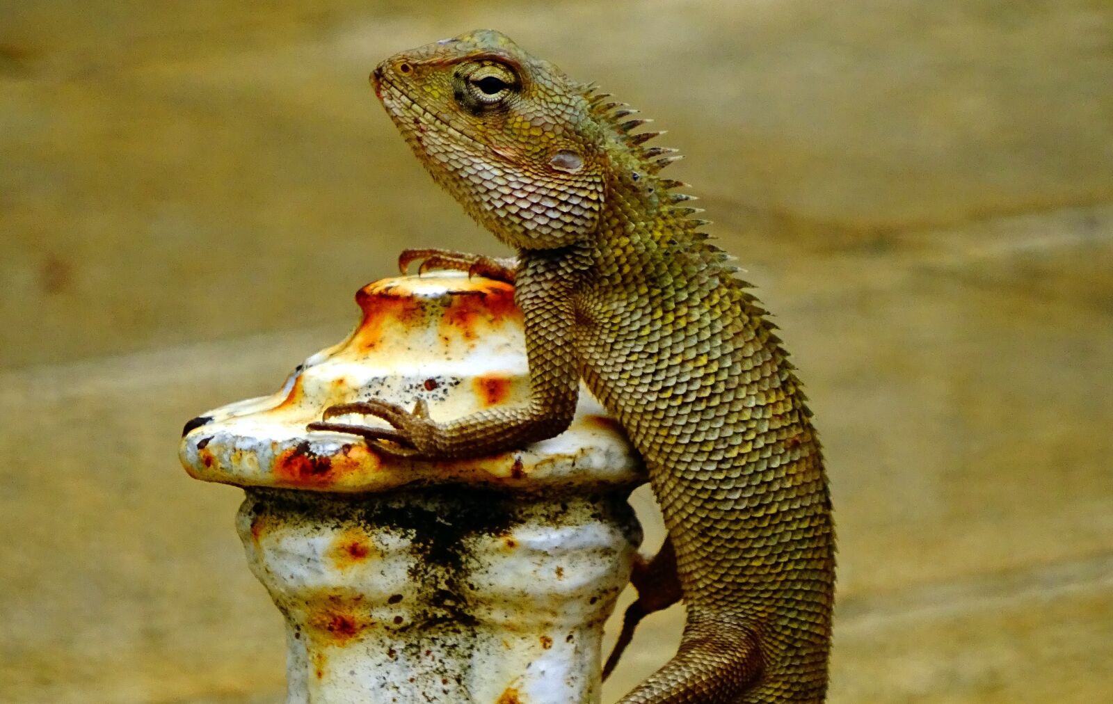 Sony Cyber-shot DSC-WX350 sample photo. Lizard, animal world, mauritius photography