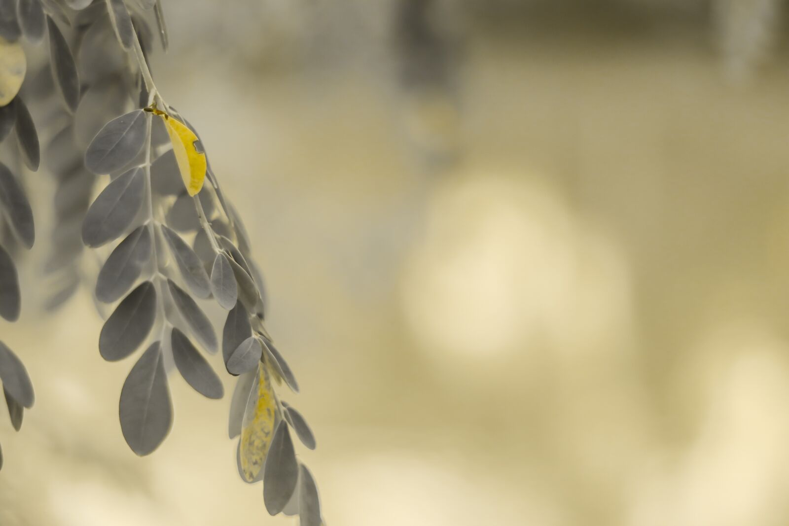 Canon EF 50mm F1.8 STM sample photo. Nature, landscape, fresh photography