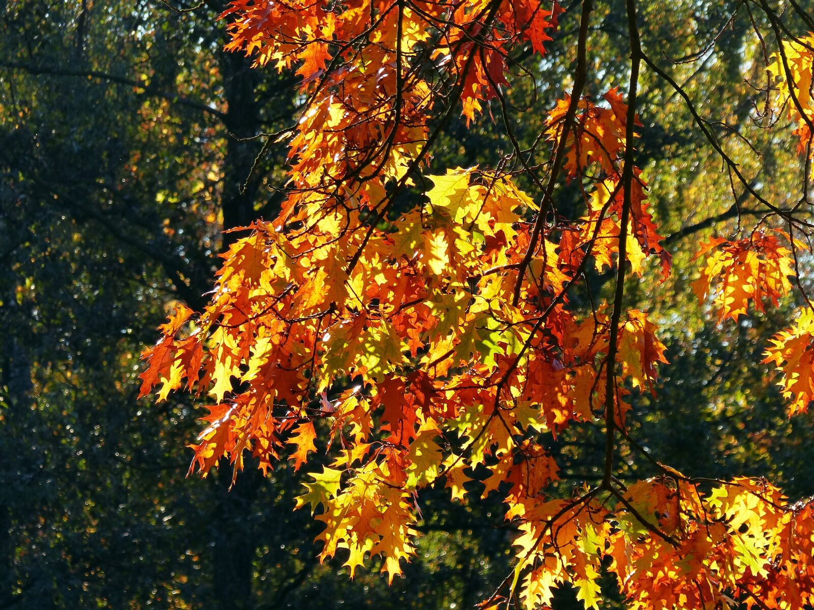Panasonic Lumix DMC-FZ200 sample photo. Autumn, october, forest photography
