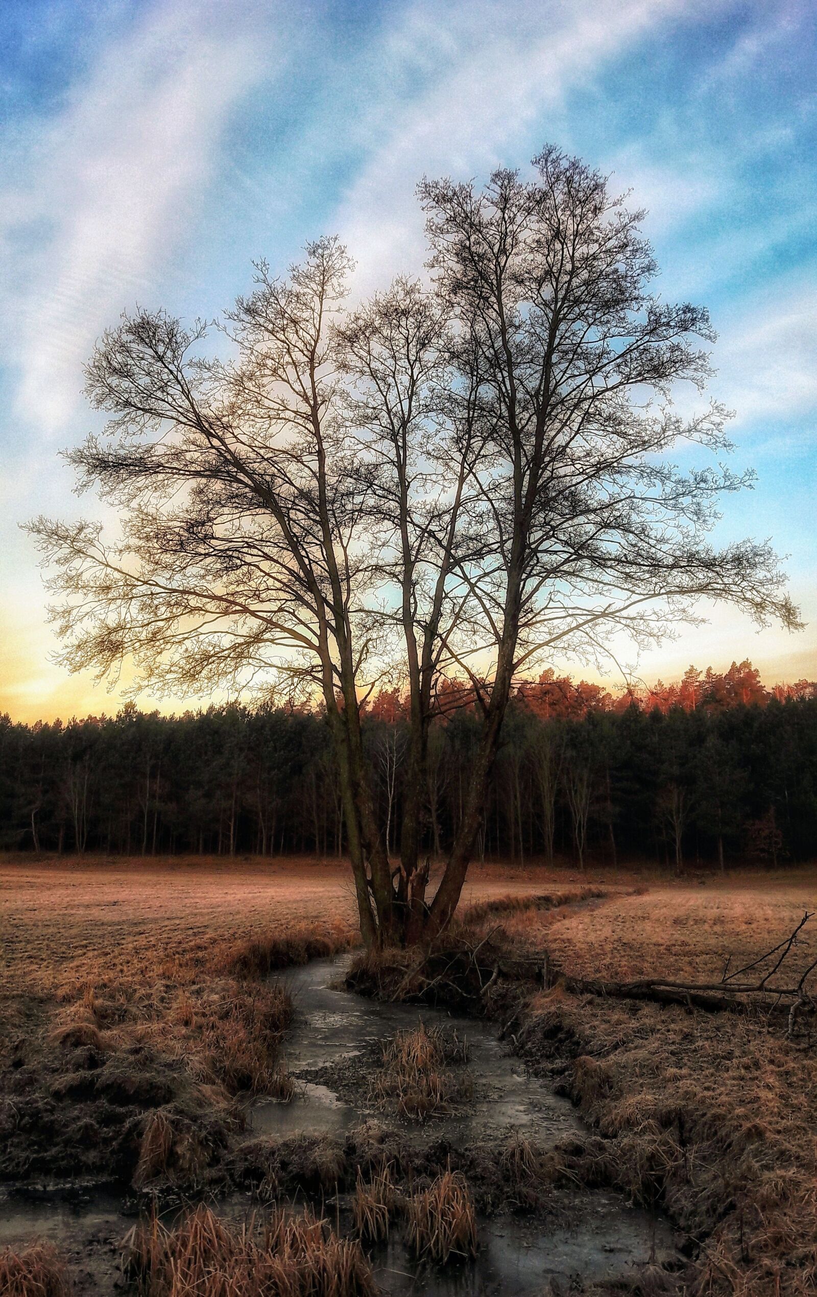 Samsung Galaxy A5(2016) sample photo. Nature, tree, landscape photography