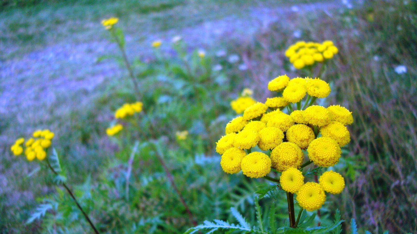 Sony Cyber-shot DSC-W120 sample photo. Flower, autumn, plant photography