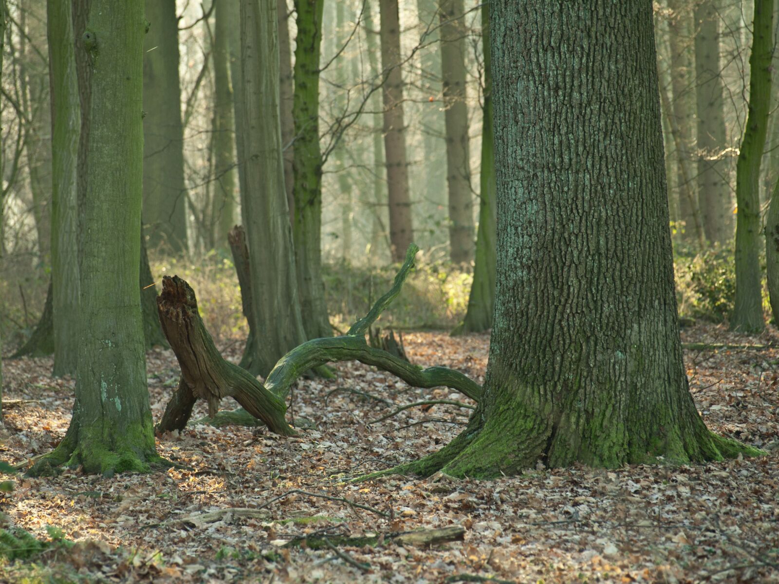 Olympus E-510 (EVOLT E-510) sample photo. Forest, leaf, green photography