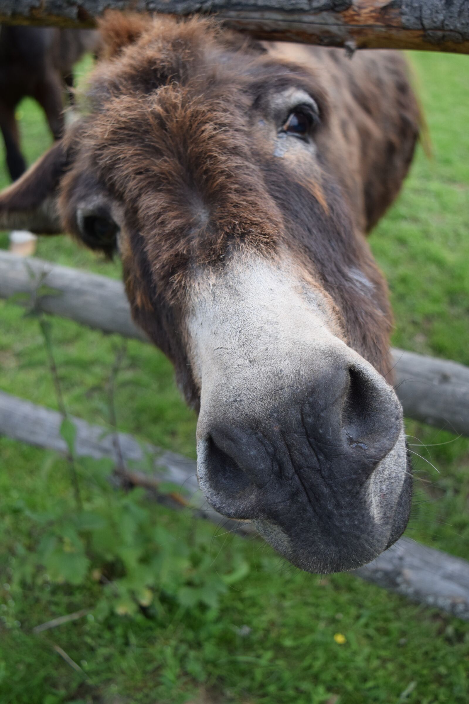 Nikon D3300 sample photo. Donkey, curiosity, head photography