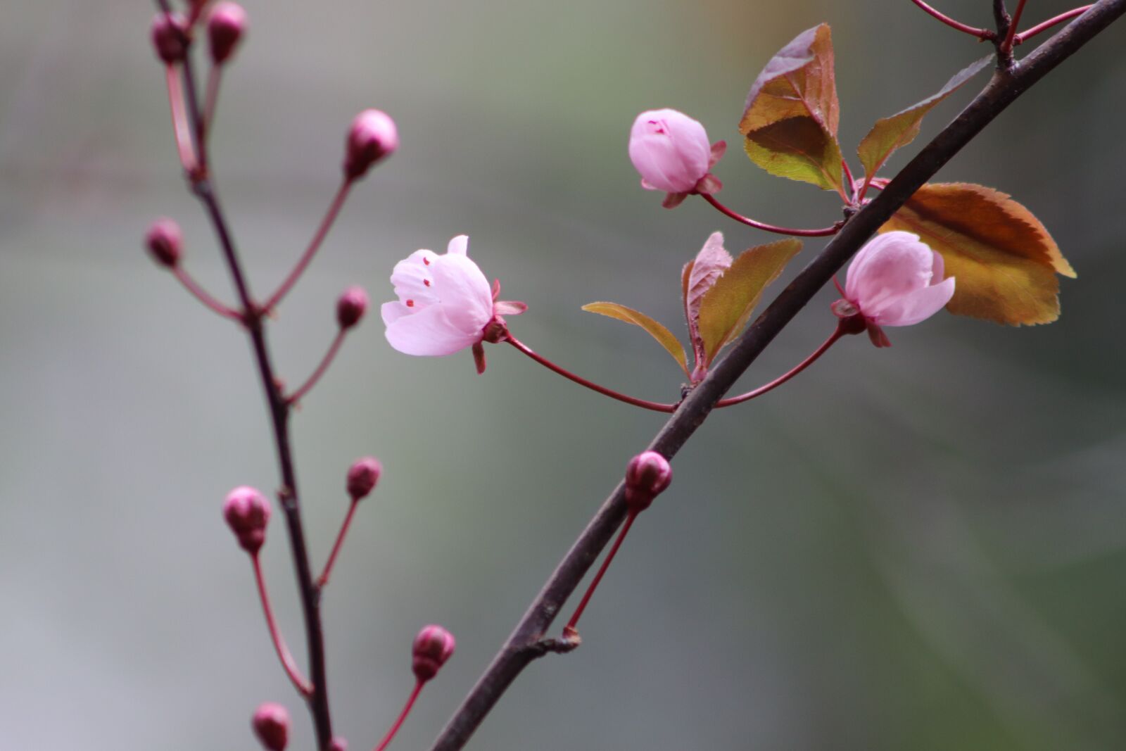 Canon EOS 800D (EOS Rebel T7i / EOS Kiss X9i) sample photo. Pink, early bloomer, plum photography