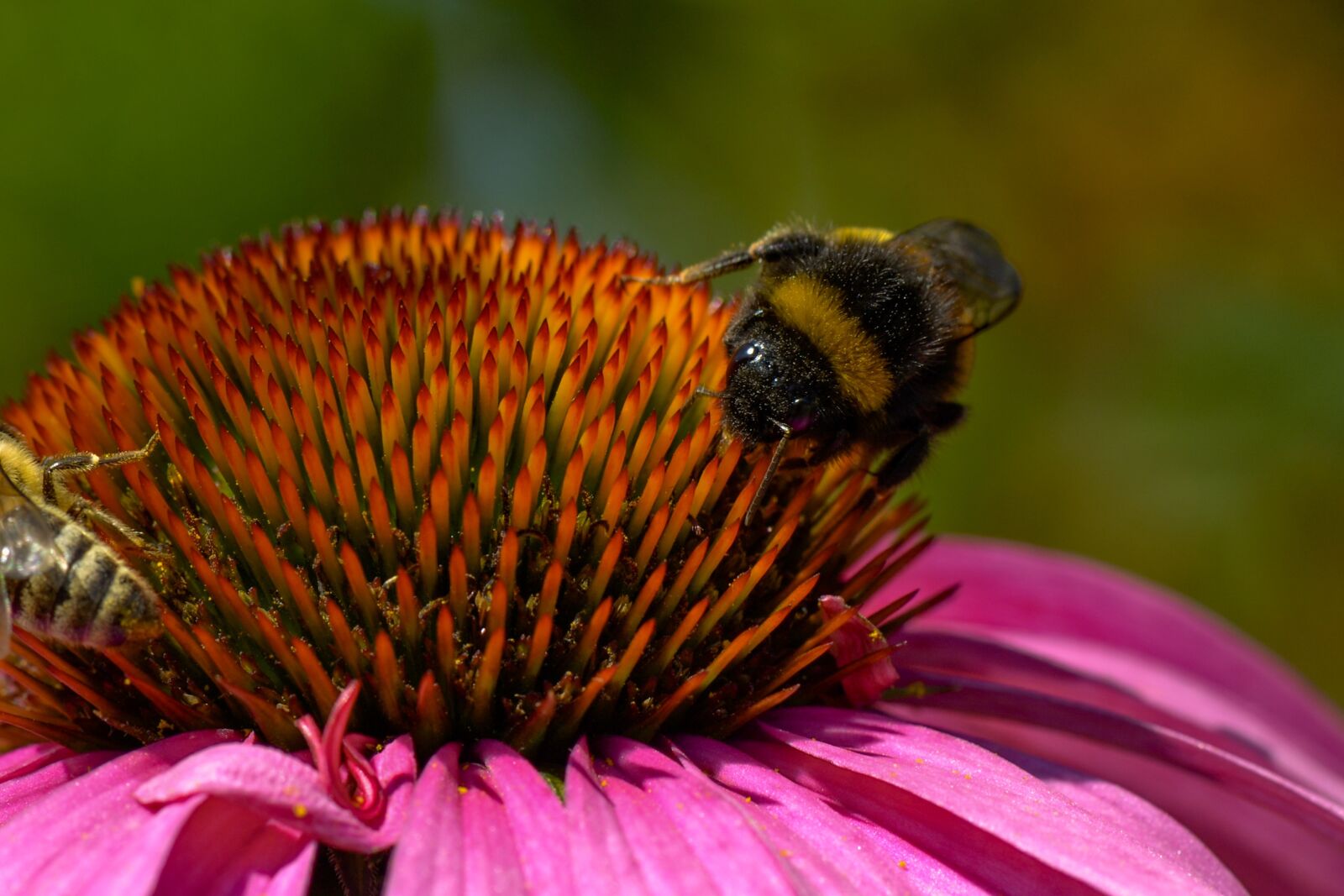 Nikon D3100 sample photo. Hummel, plant, insect photography