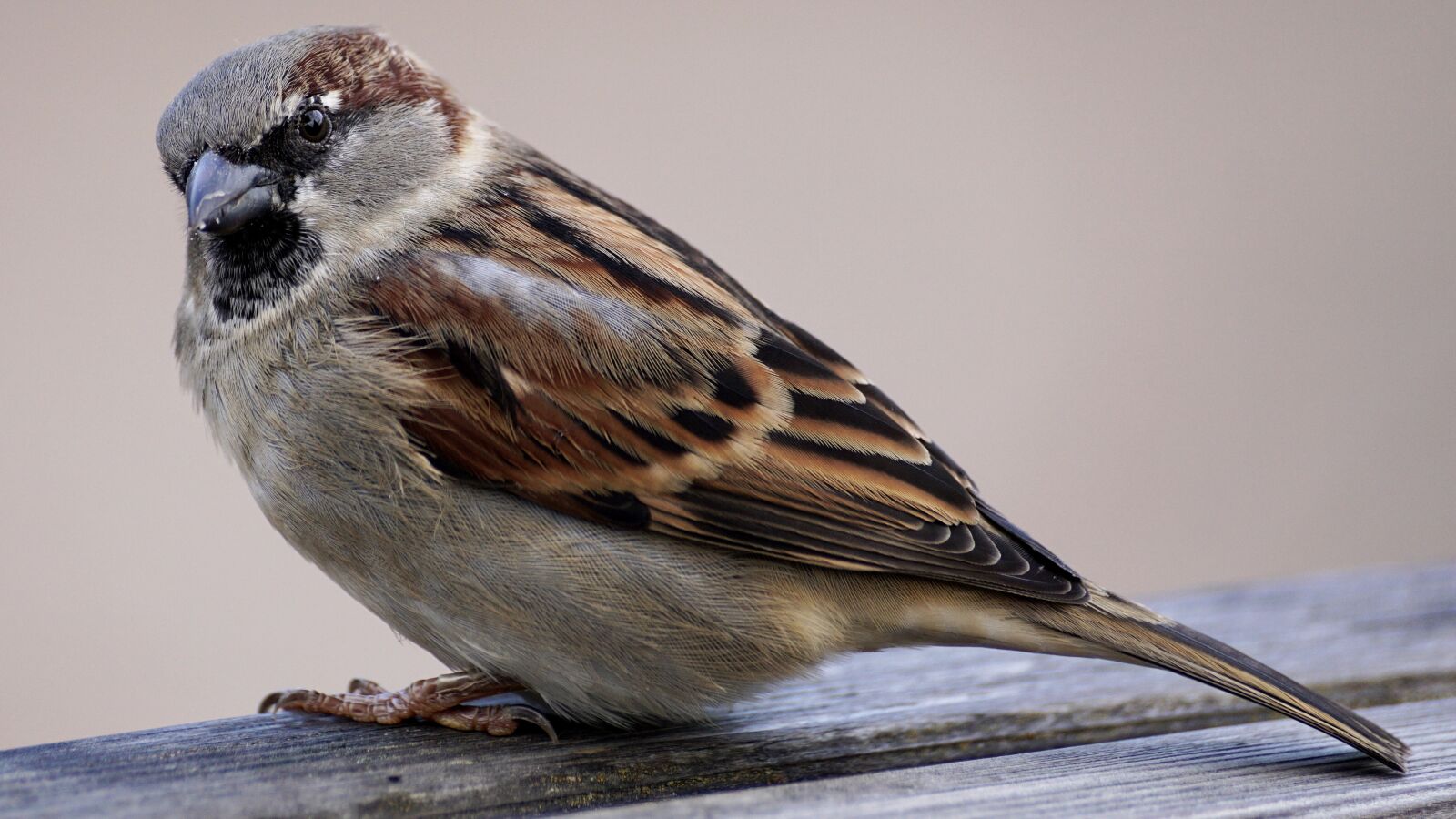 Sony DT 55-300mm F4.5-5.6 SAM sample photo. Sparrow, bird, sparrows photography