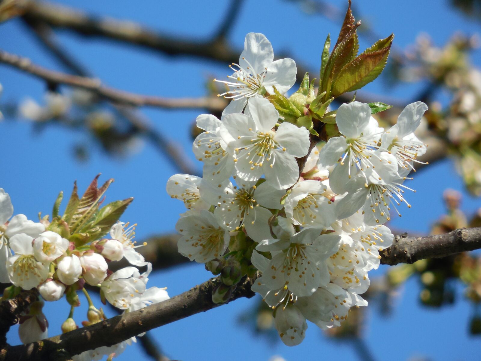 Nikon COOLPIX L620 sample photo. Flowering cherry, white flowers photography