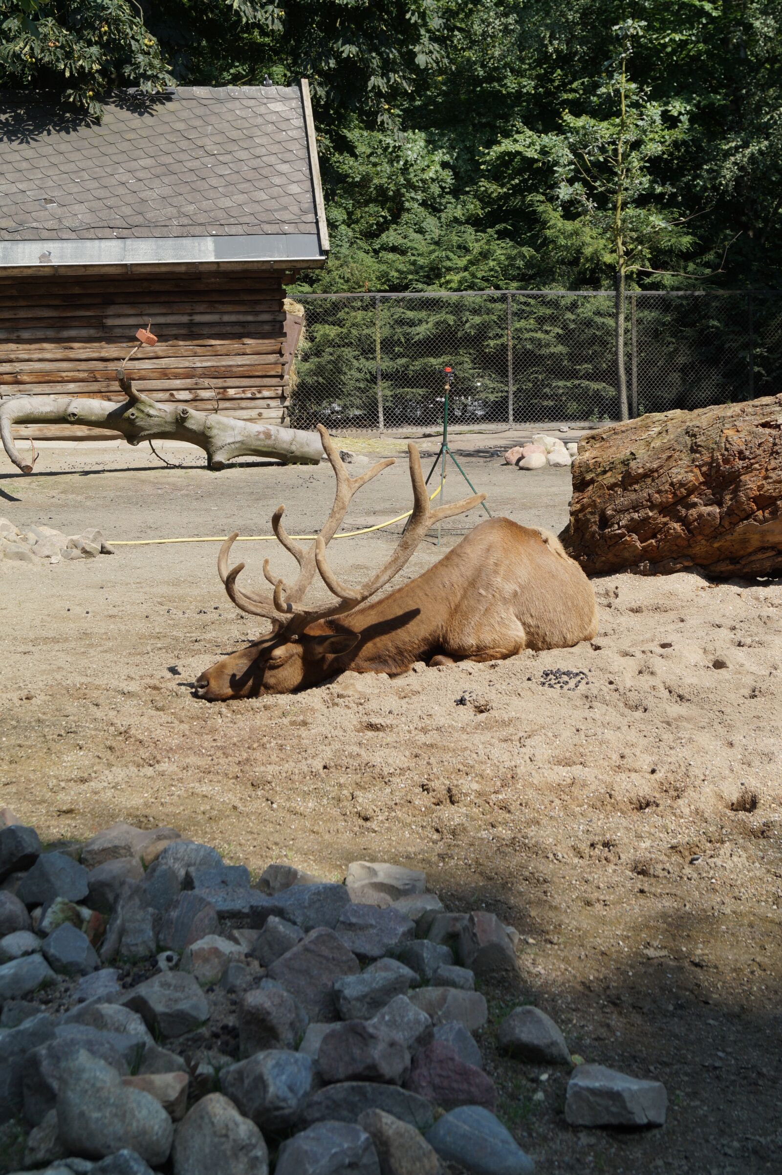 Sony DT 18-55mm F3.5-5.6 SAM II sample photo. Zoo, moose, hirsch photography