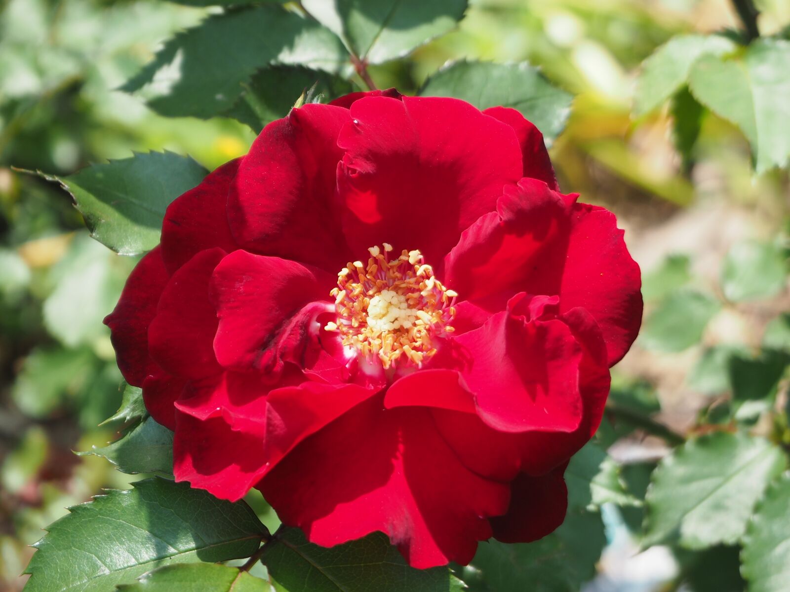 Olympus OM-D E-M10 sample photo. Rose, blossom, bloom photography