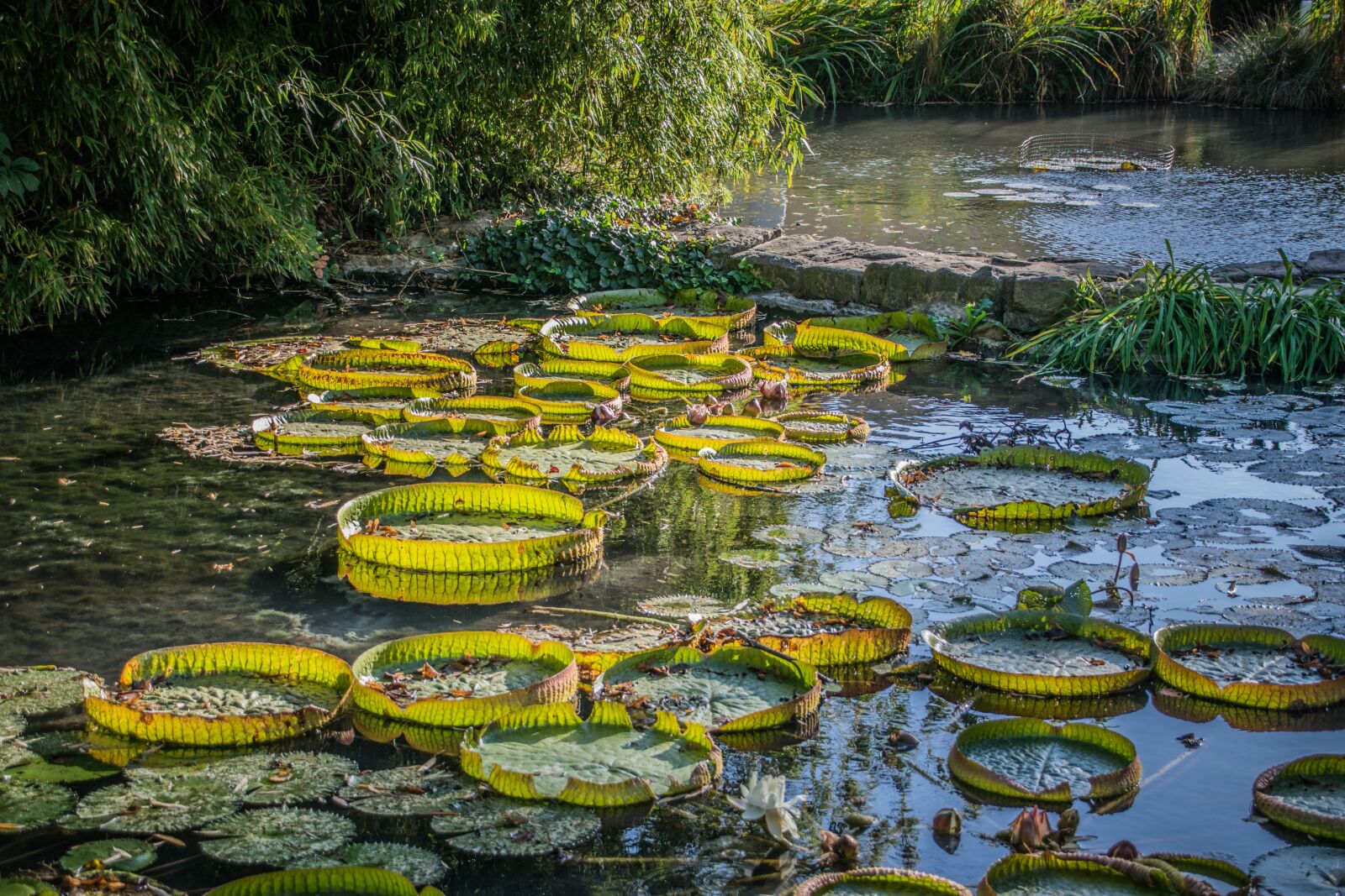 Nikon D5300 sample photo. Waterlilies, victoria, royal photography