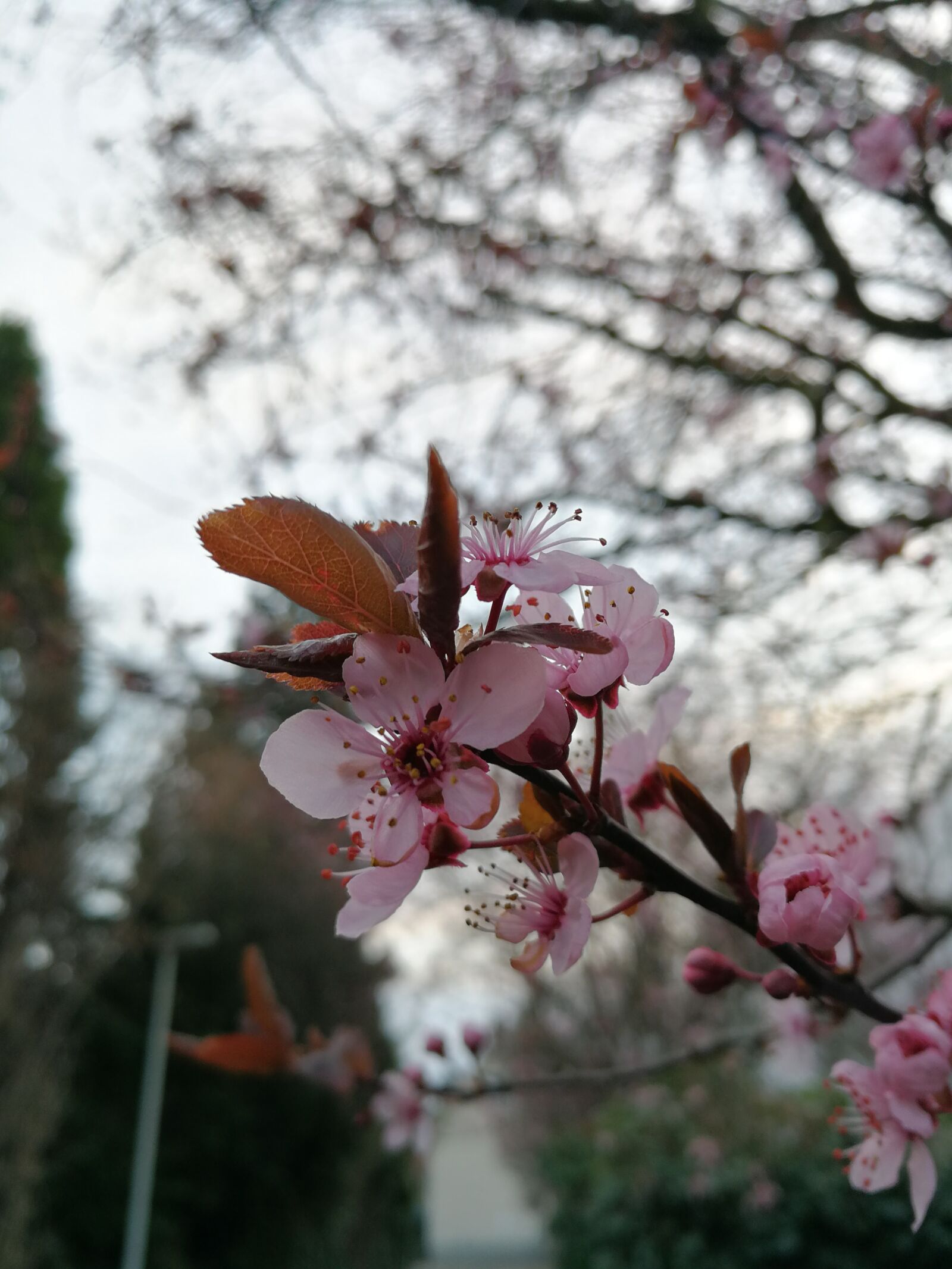 HUAWEI P10 sample photo. Tree, branch, flower photography