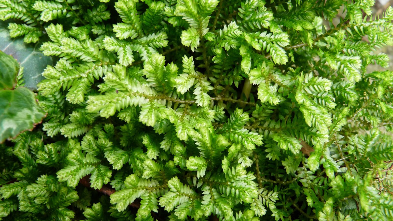 Panasonic Lumix DMC-FZ28 sample photo. Leaves, moss, ground cover photography