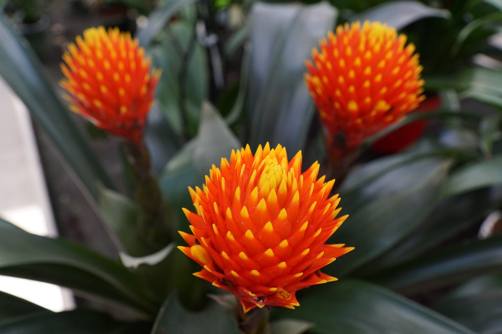Sony ILCA-77M2 + Sony DT 16-50mm F2.8 SSM sample photo. Flower, plant, red photography